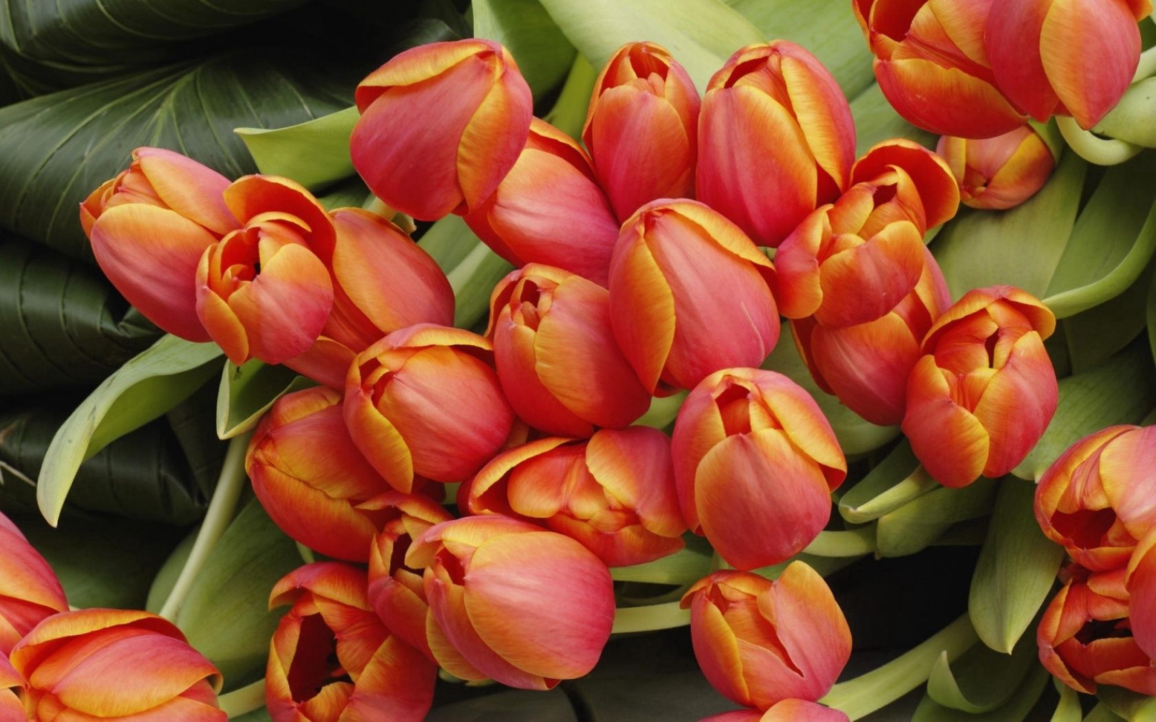 125245 descargar fondo de pantalla cogollos, flores, hojas, tulipanes, brotes: protectores de pantalla e imágenes gratis