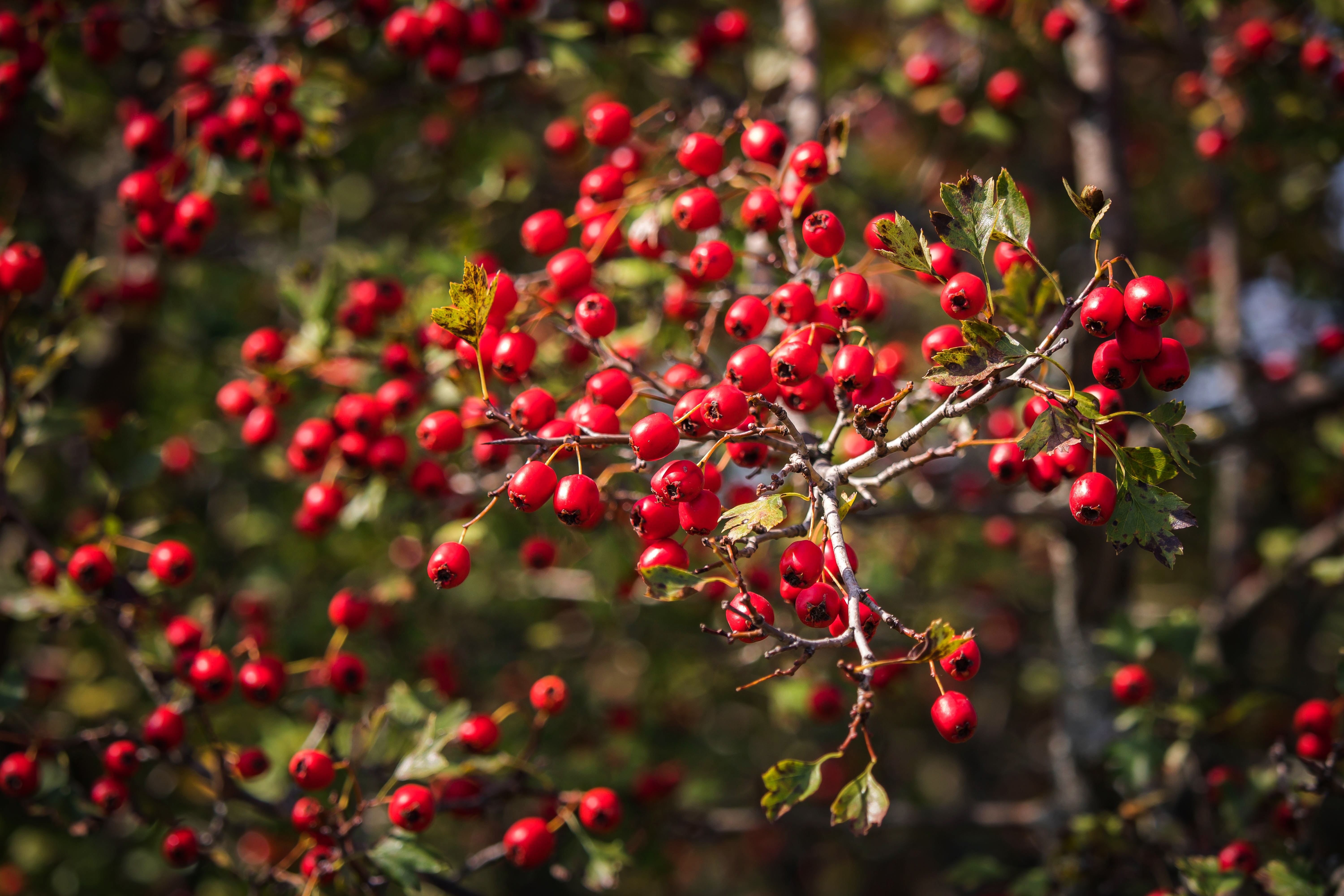 Handy-Wallpaper Natur, Ast, Nahansicht, Frucht, Erde/natur kostenlos herunterladen.