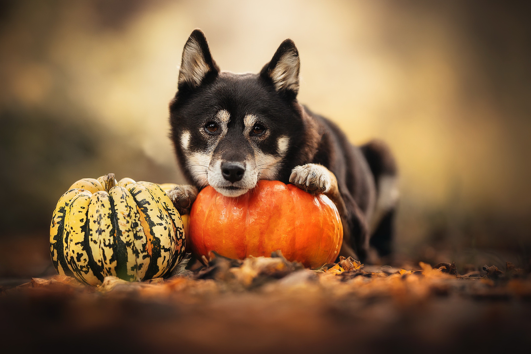 Download mobile wallpaper Dogs, Pumpkin, Dog, Animal for free.