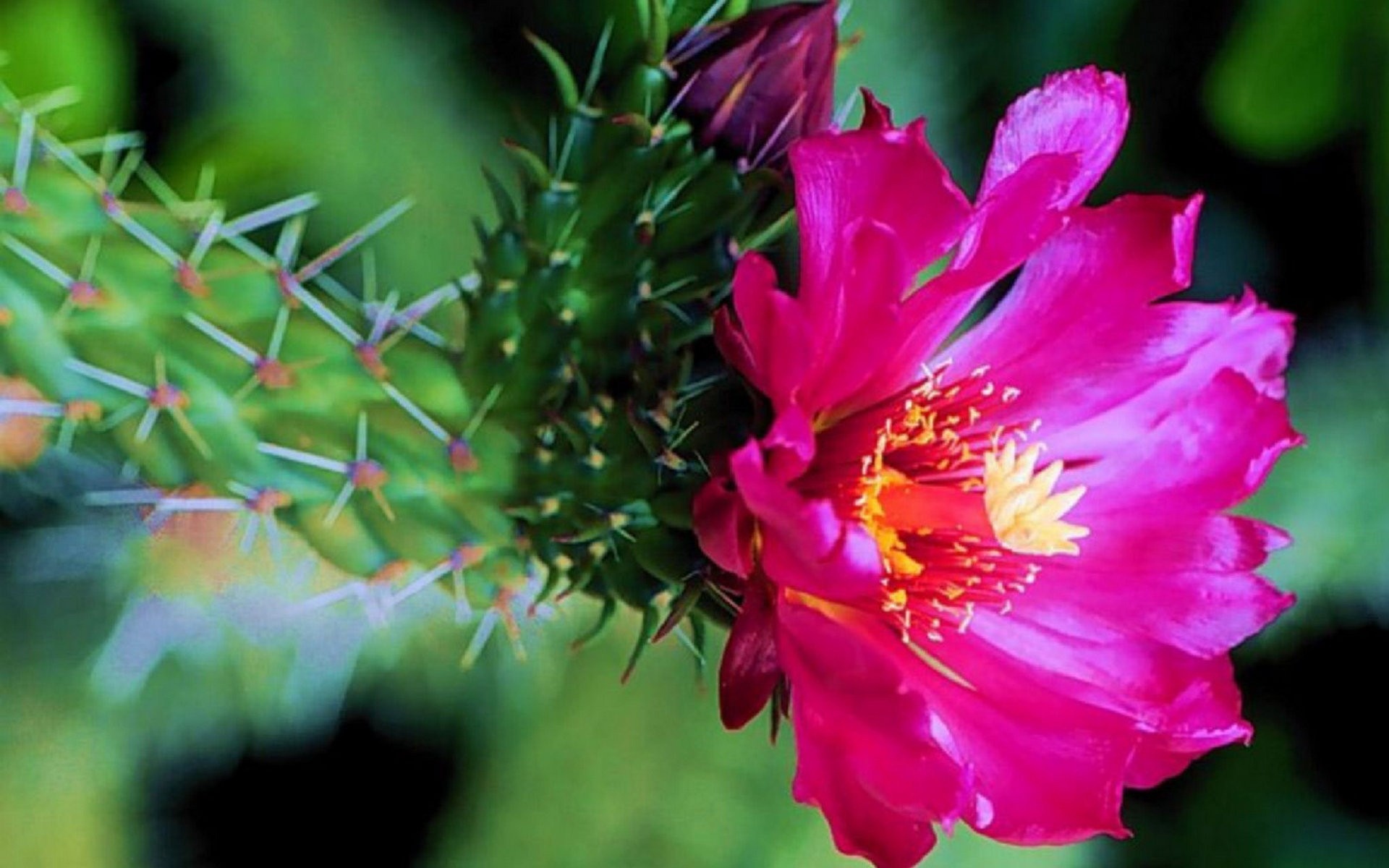 Free download wallpaper Flowers, Flower, Earth, Cactus on your PC desktop