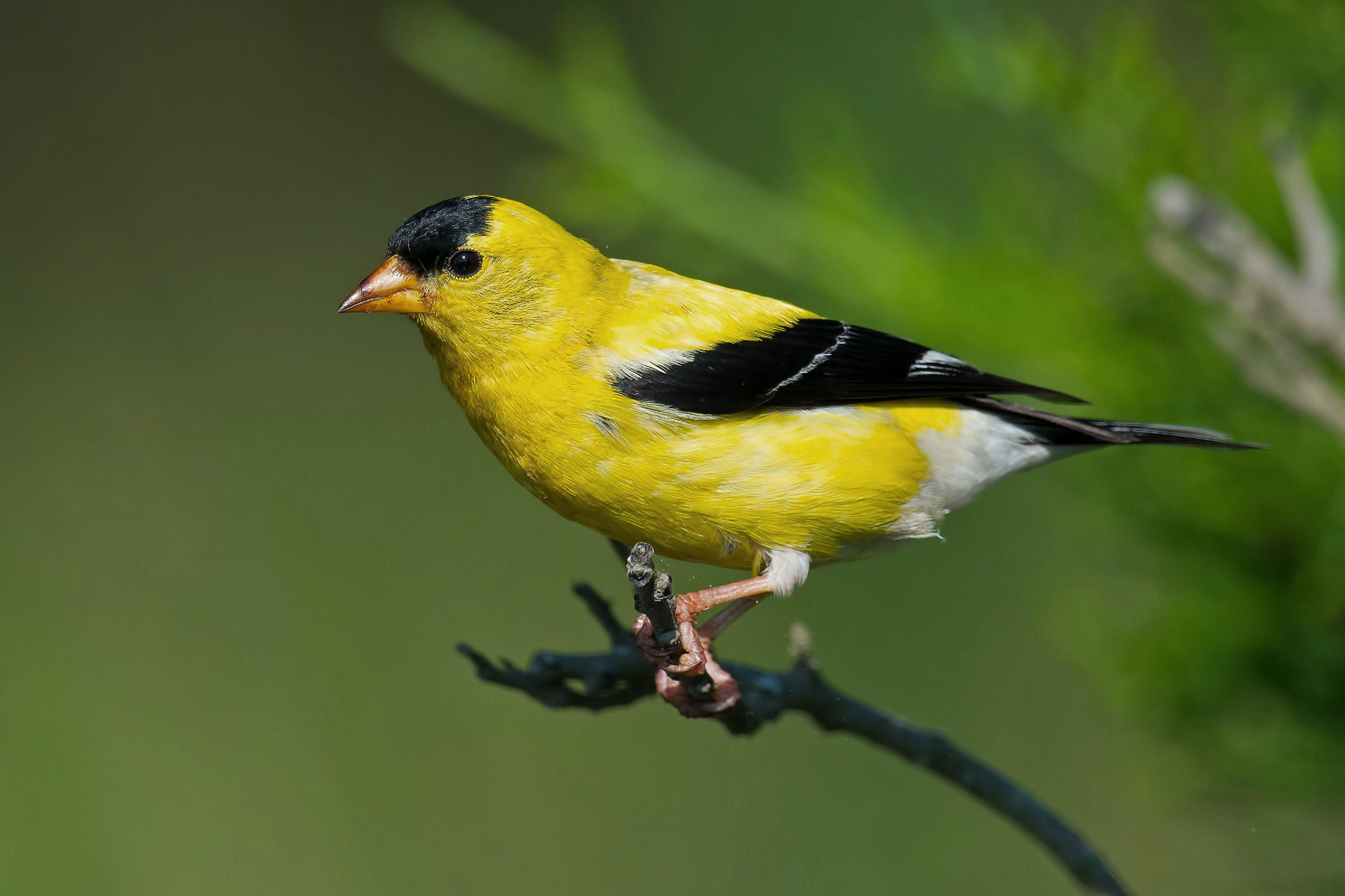 animal, goldfinch, birds