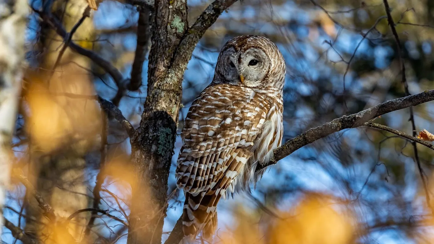 Desktop wallpaper: Animal, Owl, Bird, Birds 4K free download for PC. 488485