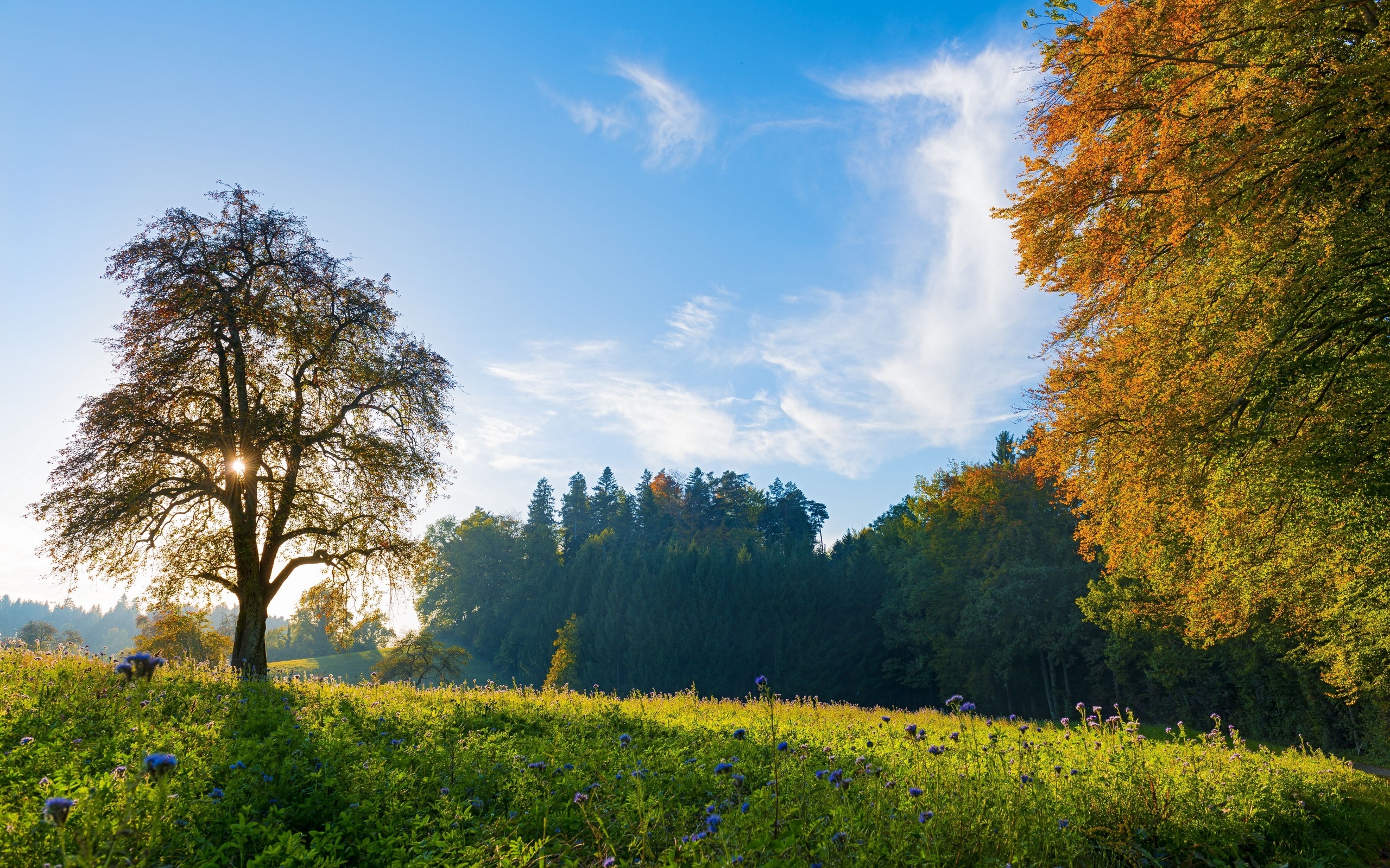 Laden Sie das Landschaft, Blume, Baum, Schweiz, Wiese, Himmel, Erde/natur-Bild kostenlos auf Ihren PC-Desktop herunter