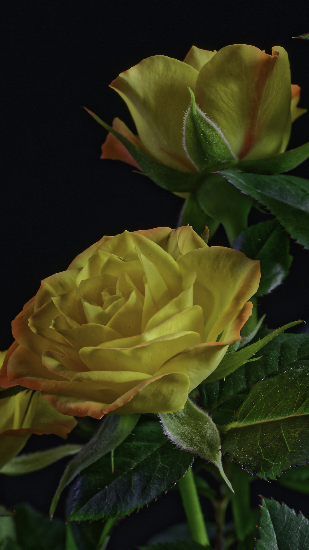 Download mobile wallpaper Flowers, Bush, Flower, Rose, Earth, Yellow Flower for free.