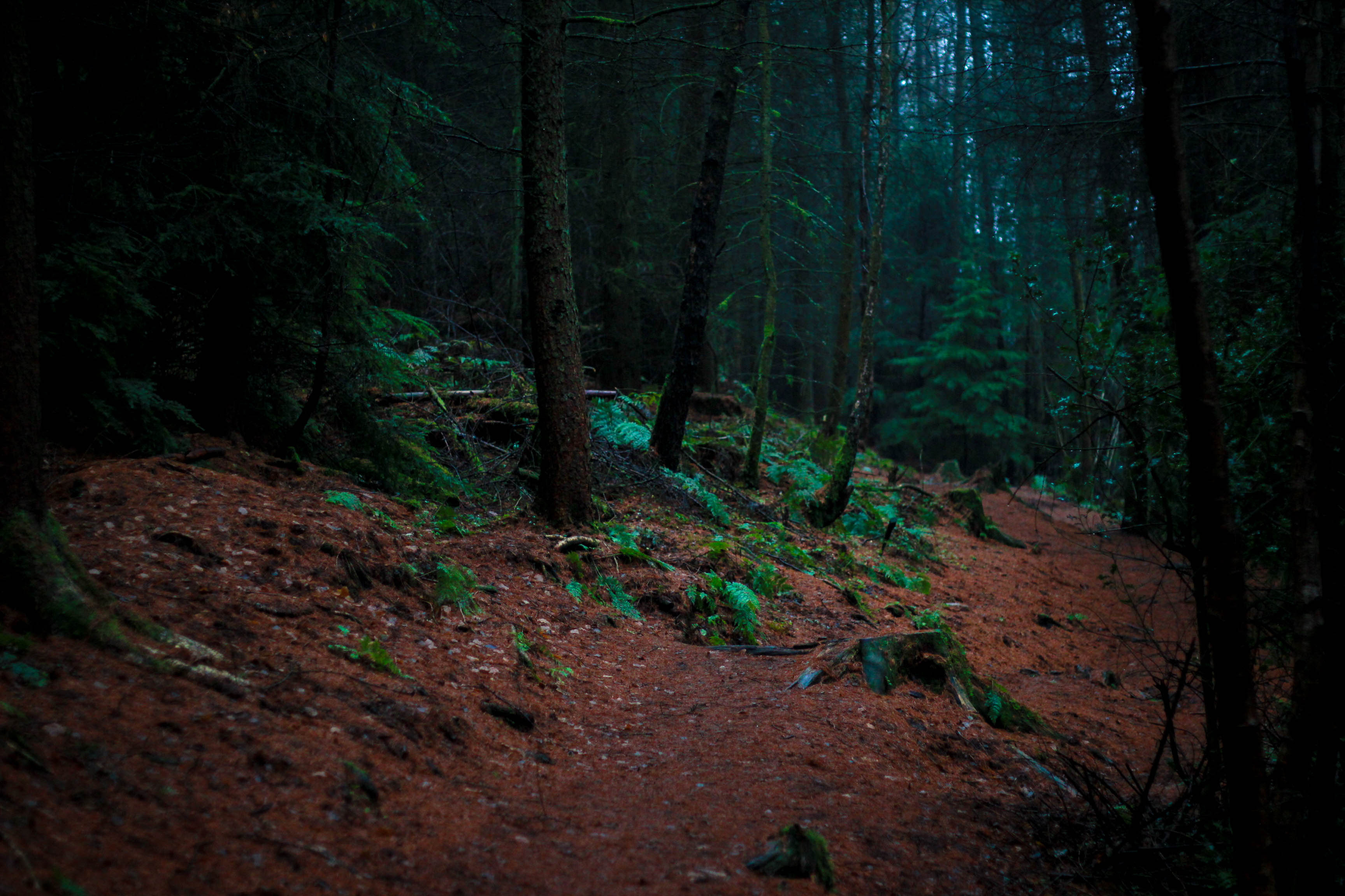 Descarga gratis la imagen Naturaleza, Árboles, Bosque, Musgo en el escritorio de tu PC