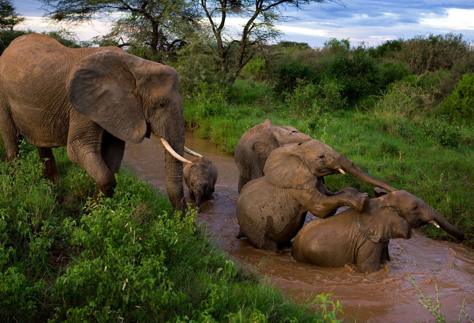 animal, african bush elephant, elephants 1080p