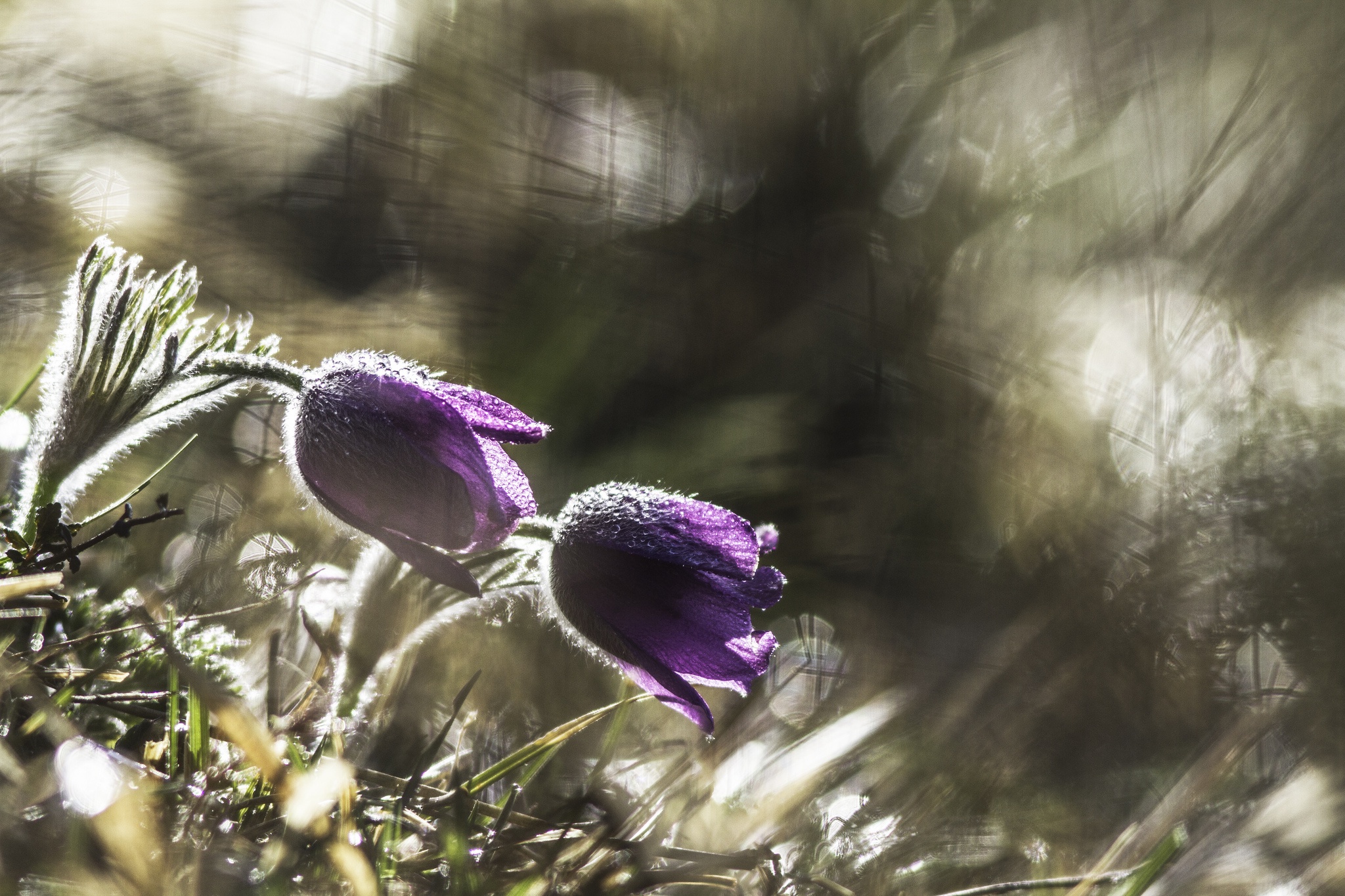 Free download wallpaper Flowers, Earth, Tulip on your PC desktop