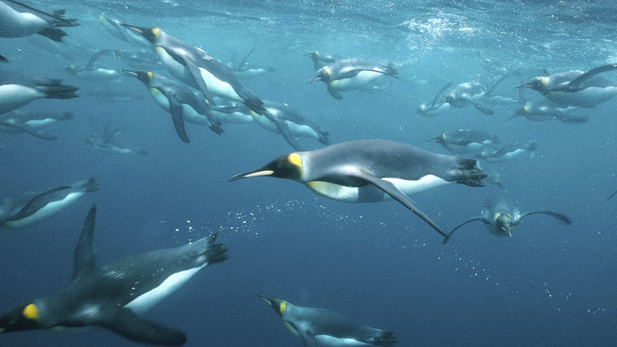 Baixar papel de parede para celular de Pinguim, Pássaro, Aves, Animais gratuito.