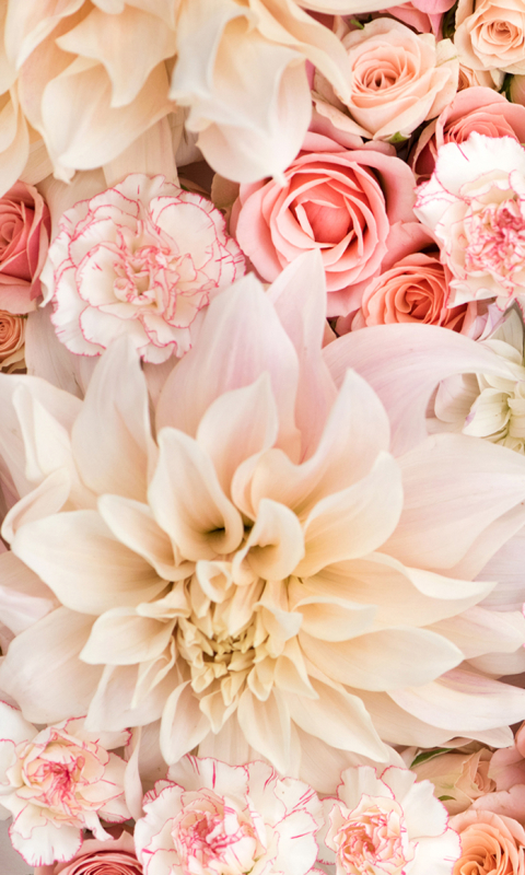 Handy-Wallpaper Blumen, Blume, Rose, Dahlien, Nelke, Dahlie, Pastell, Weiße Blume, Erde/natur, Pinke Blume kostenlos herunterladen.