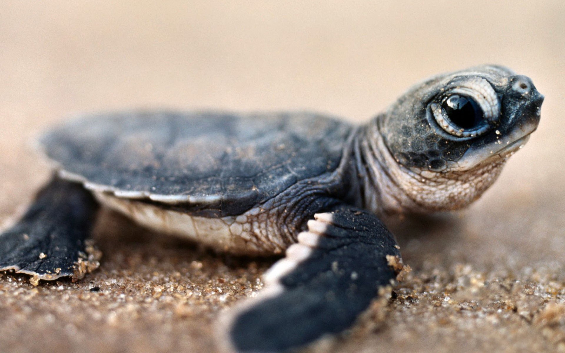 Laden Sie das Schildkröte, Schildkröten, Tiere-Bild kostenlos auf Ihren PC-Desktop herunter