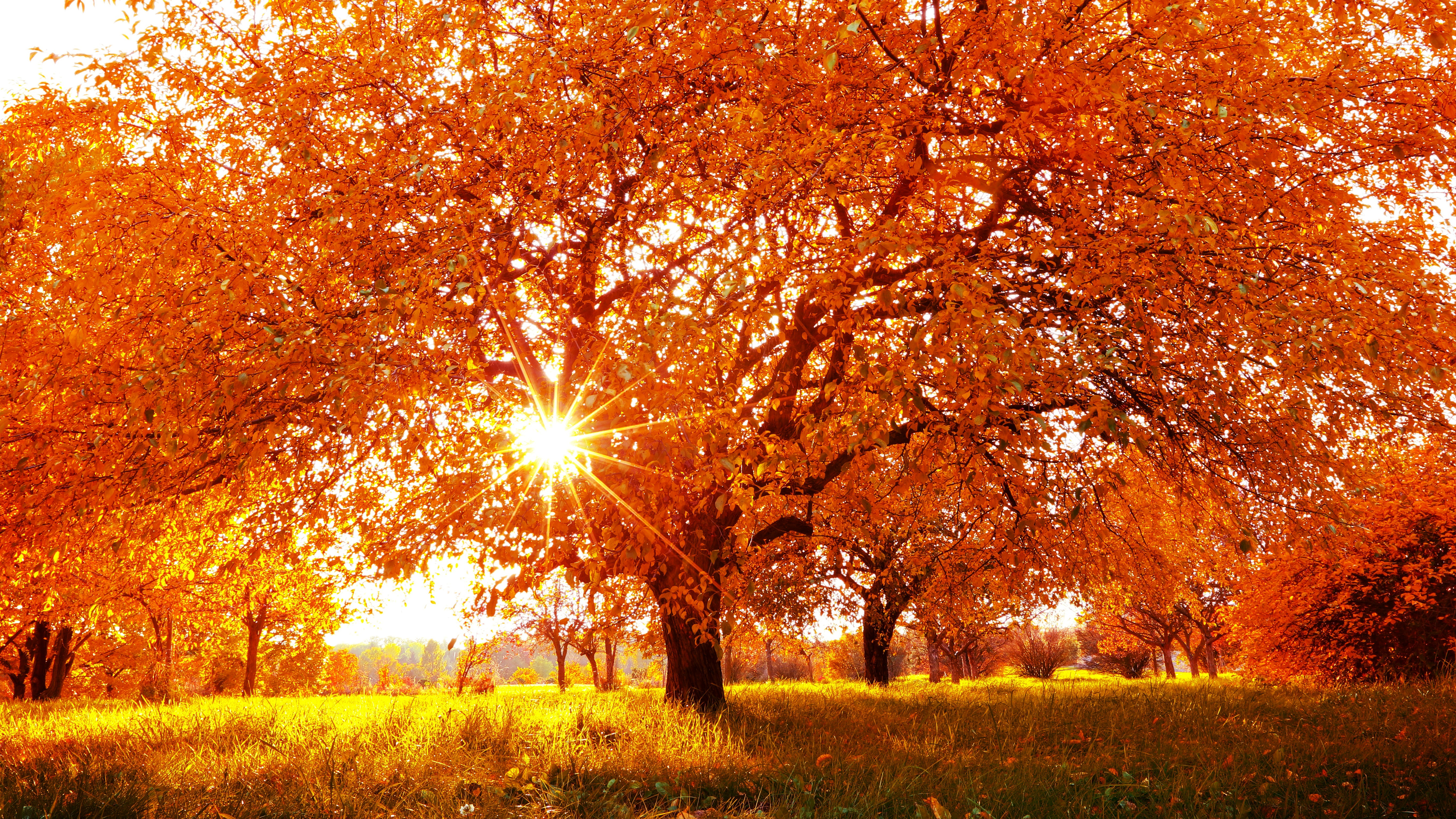Download mobile wallpaper Nature, Trees, Grass, Tree, Fall, Earth, Sunny, Sunbeam for free.
