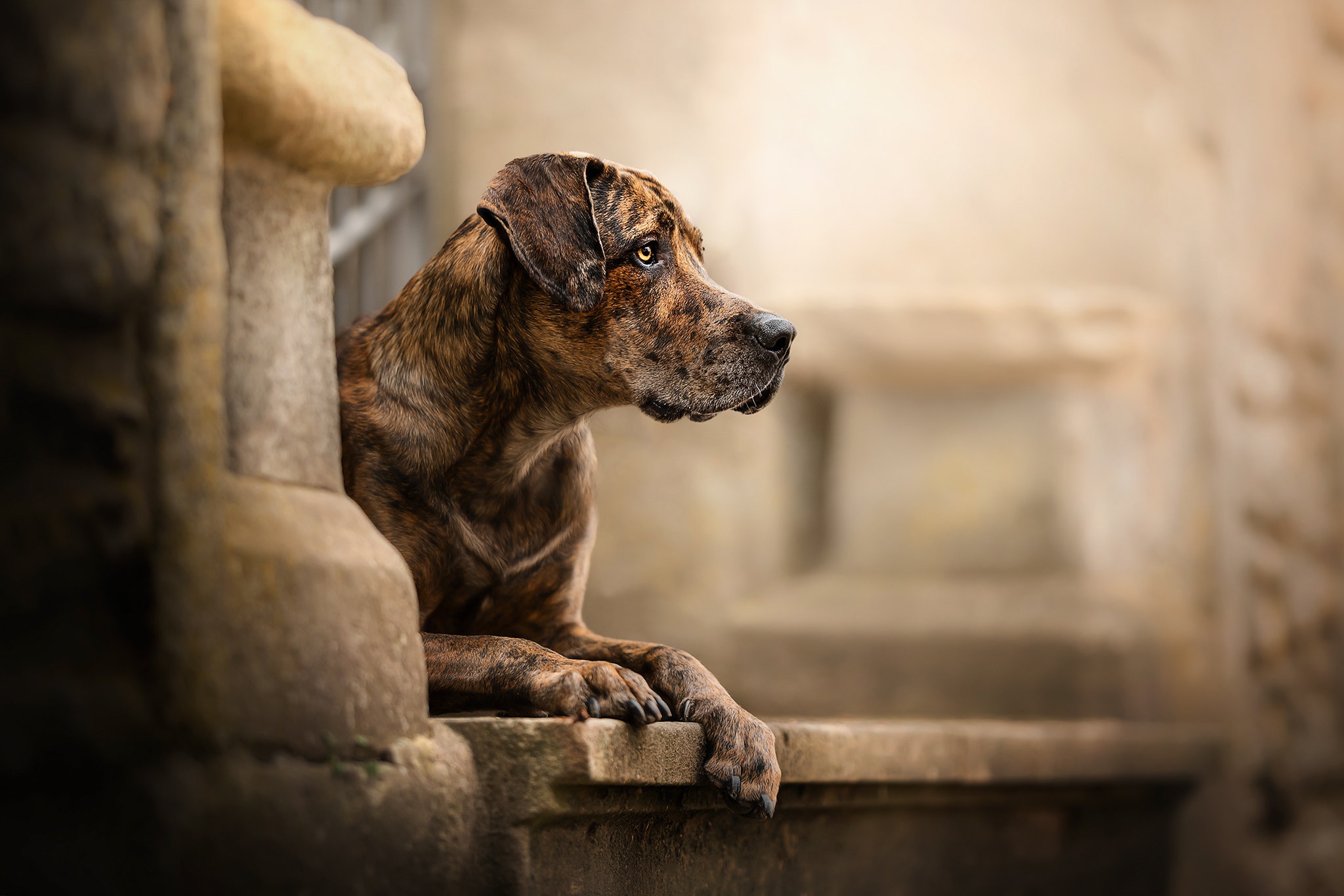 Téléchargez gratuitement l'image Animaux, Chiens, Chien sur le bureau de votre PC