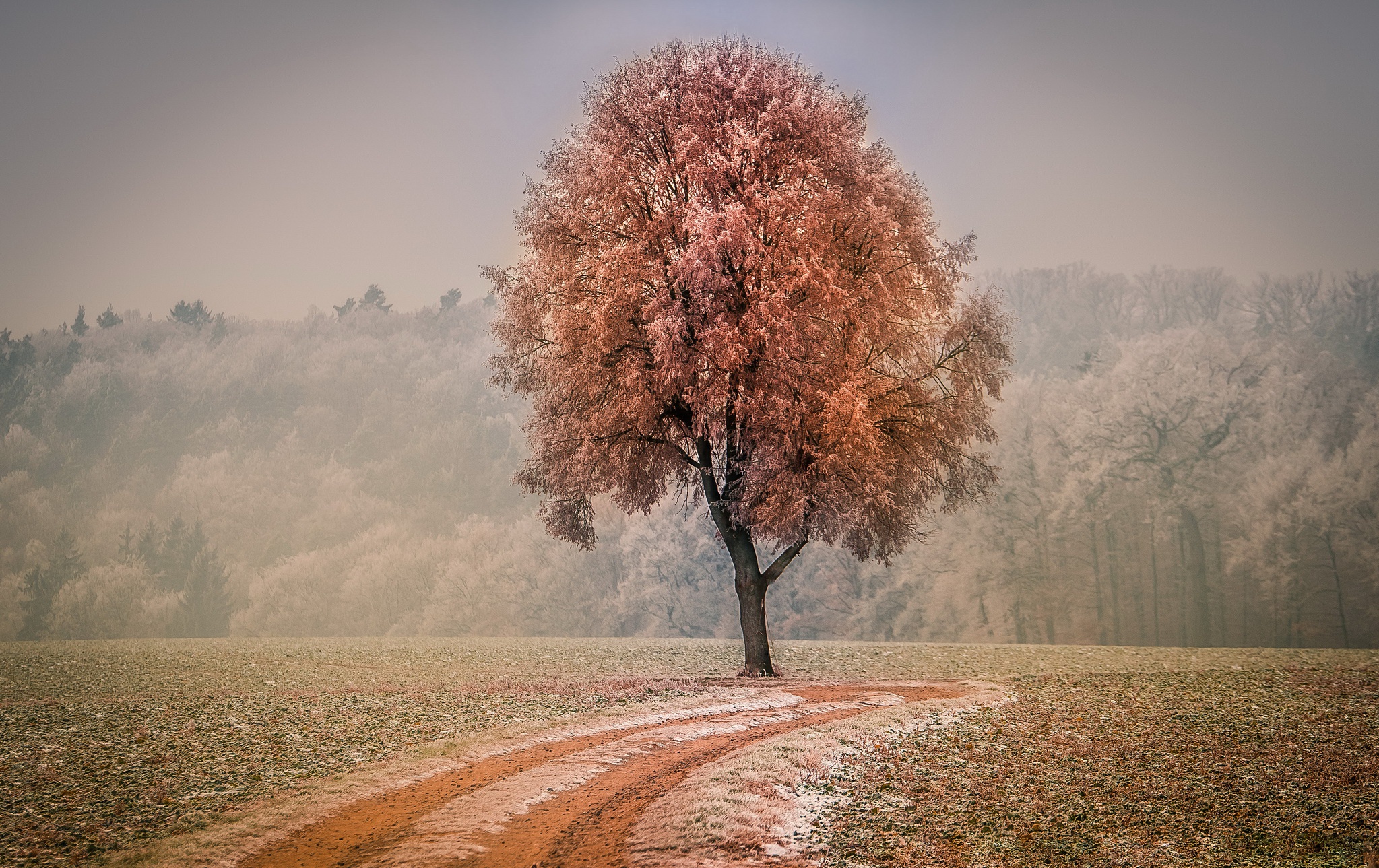 Free download wallpaper Nature, Trees, Tree, Fall, Earth, Dirt Road on your PC desktop