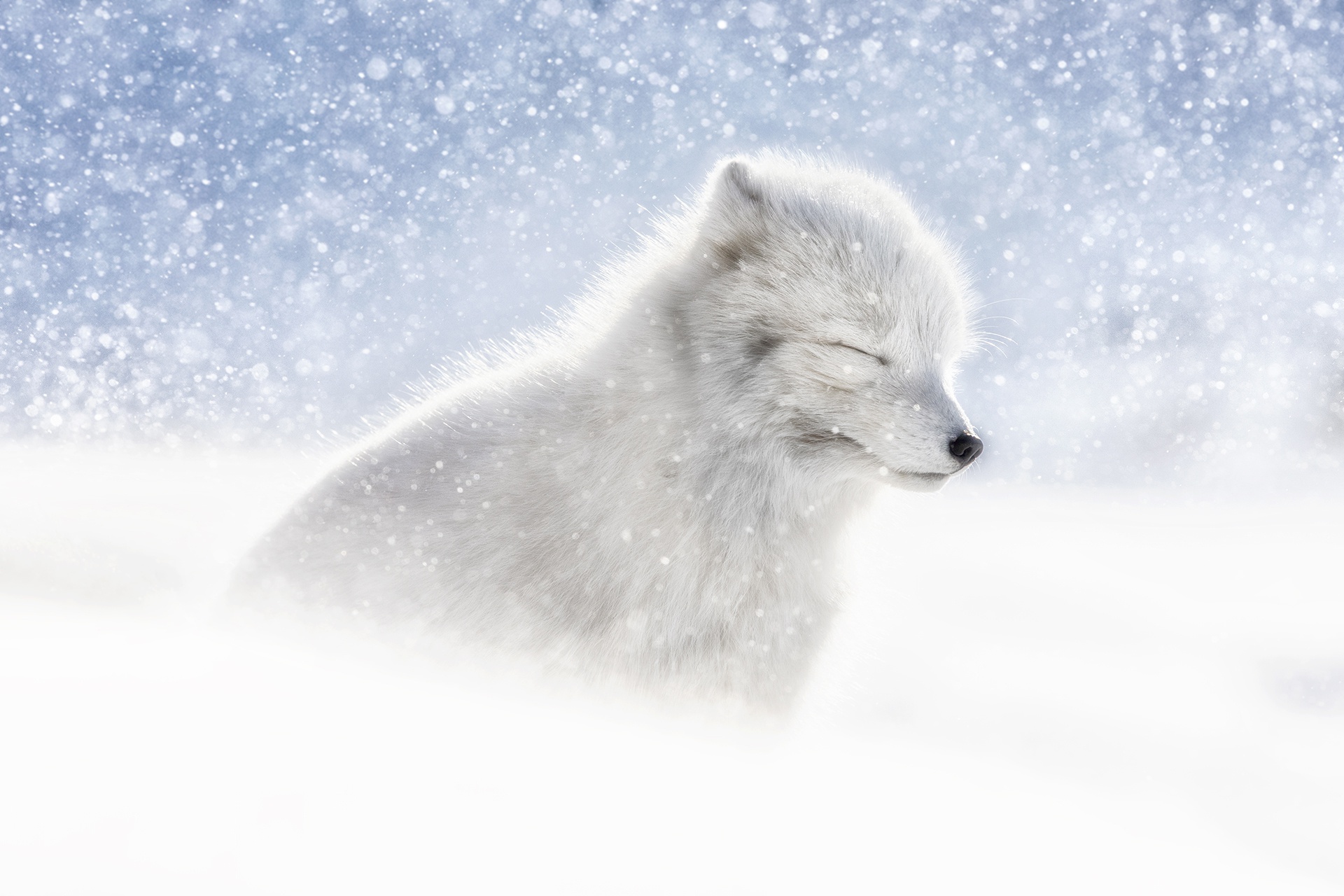 Скачать обои бесплатно Животные, Собаки, Снег, Арктическая Лиса картинка на рабочий стол ПК