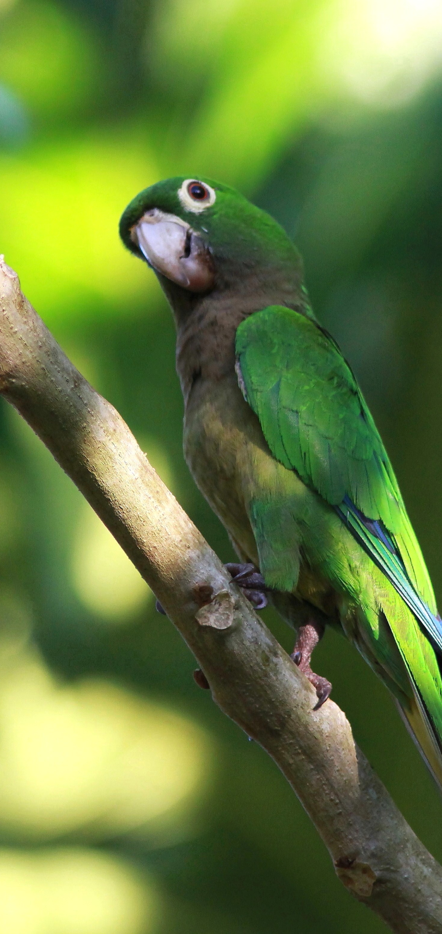 parrot, animal, olive throated parakeet, parakeet, bokeh, birds