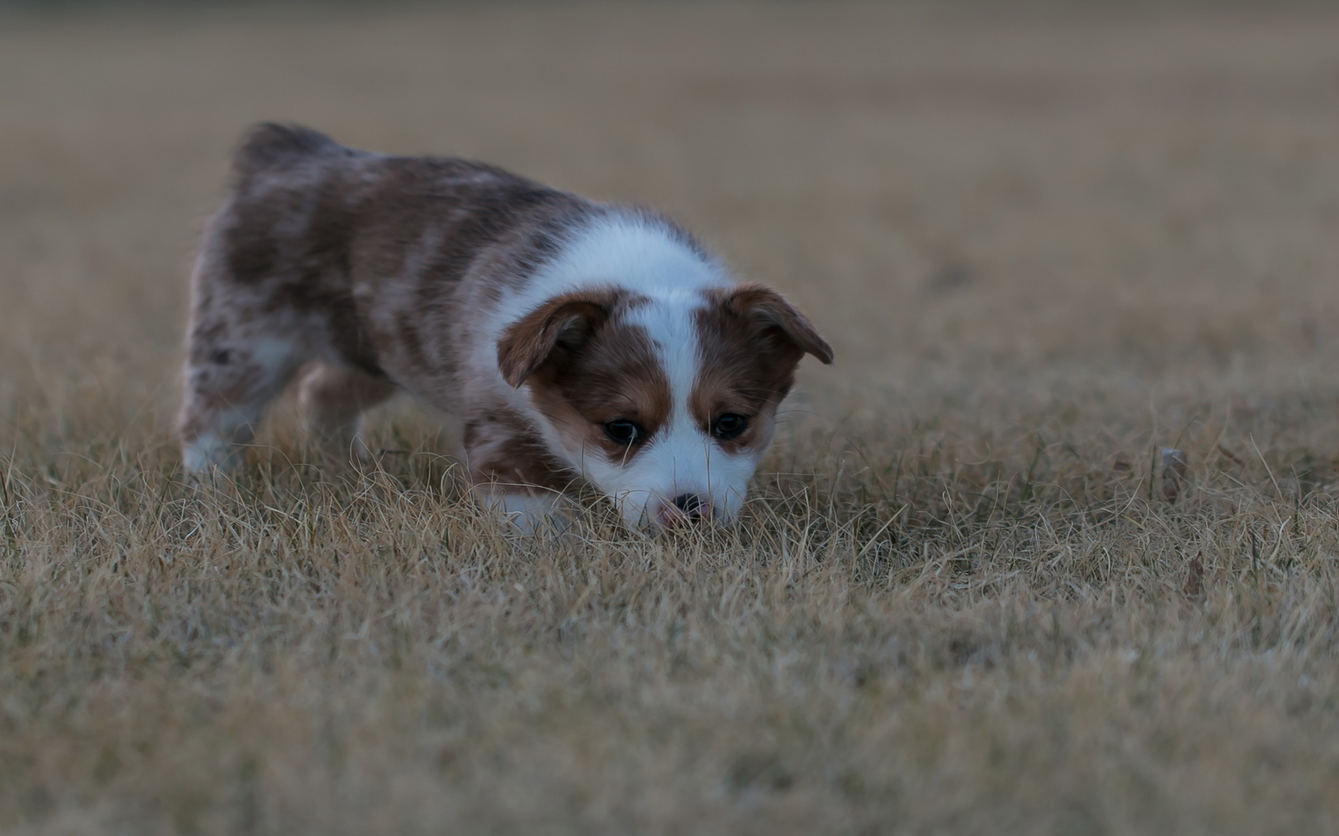 Laden Sie das Tiere, Hunde, Welpen-Bild kostenlos auf Ihren PC-Desktop herunter