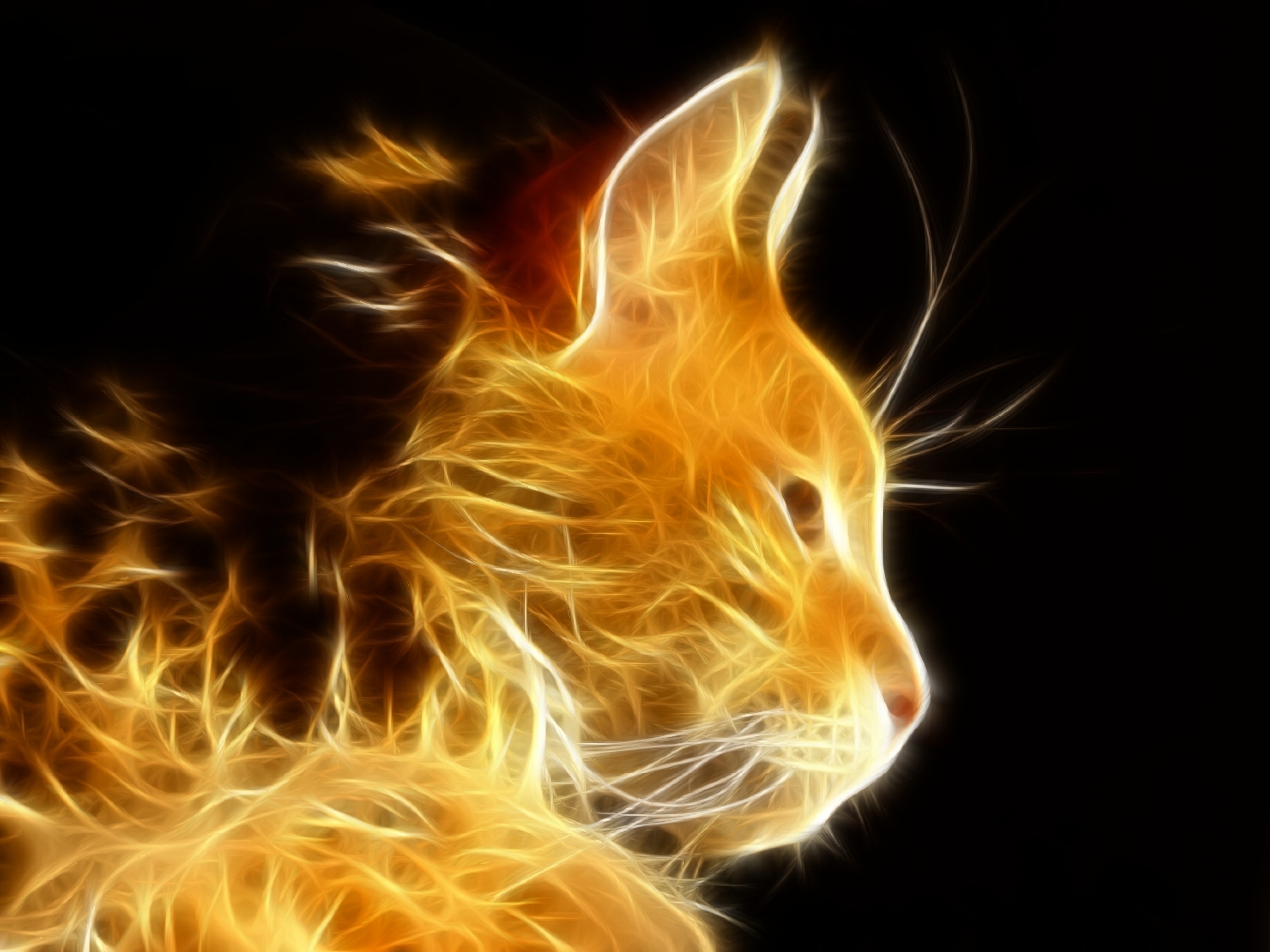 Free download wallpaper Cat, Cats, Animal on your PC desktop