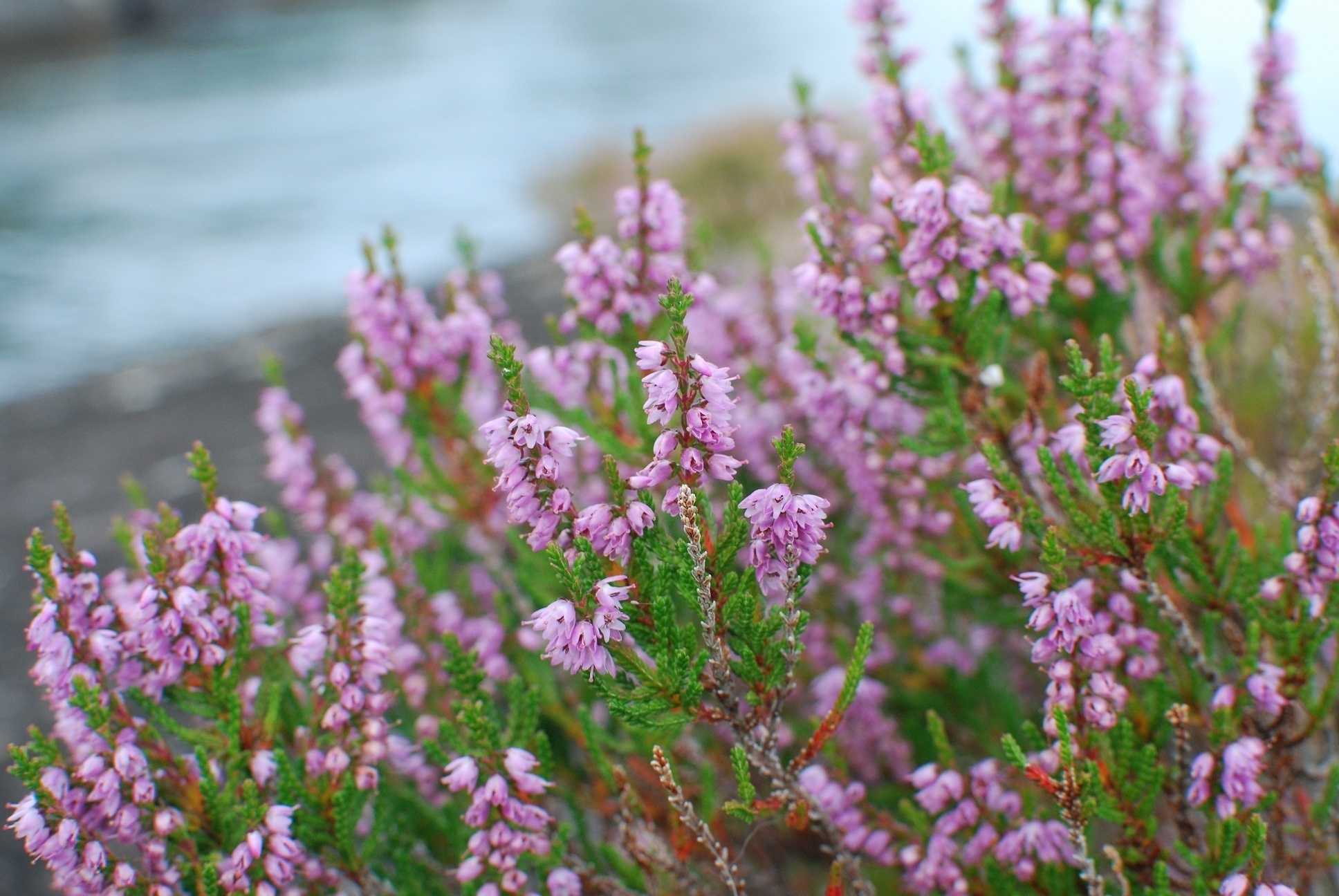 Handy-Wallpaper Blumen, Blume, Erde/natur kostenlos herunterladen.