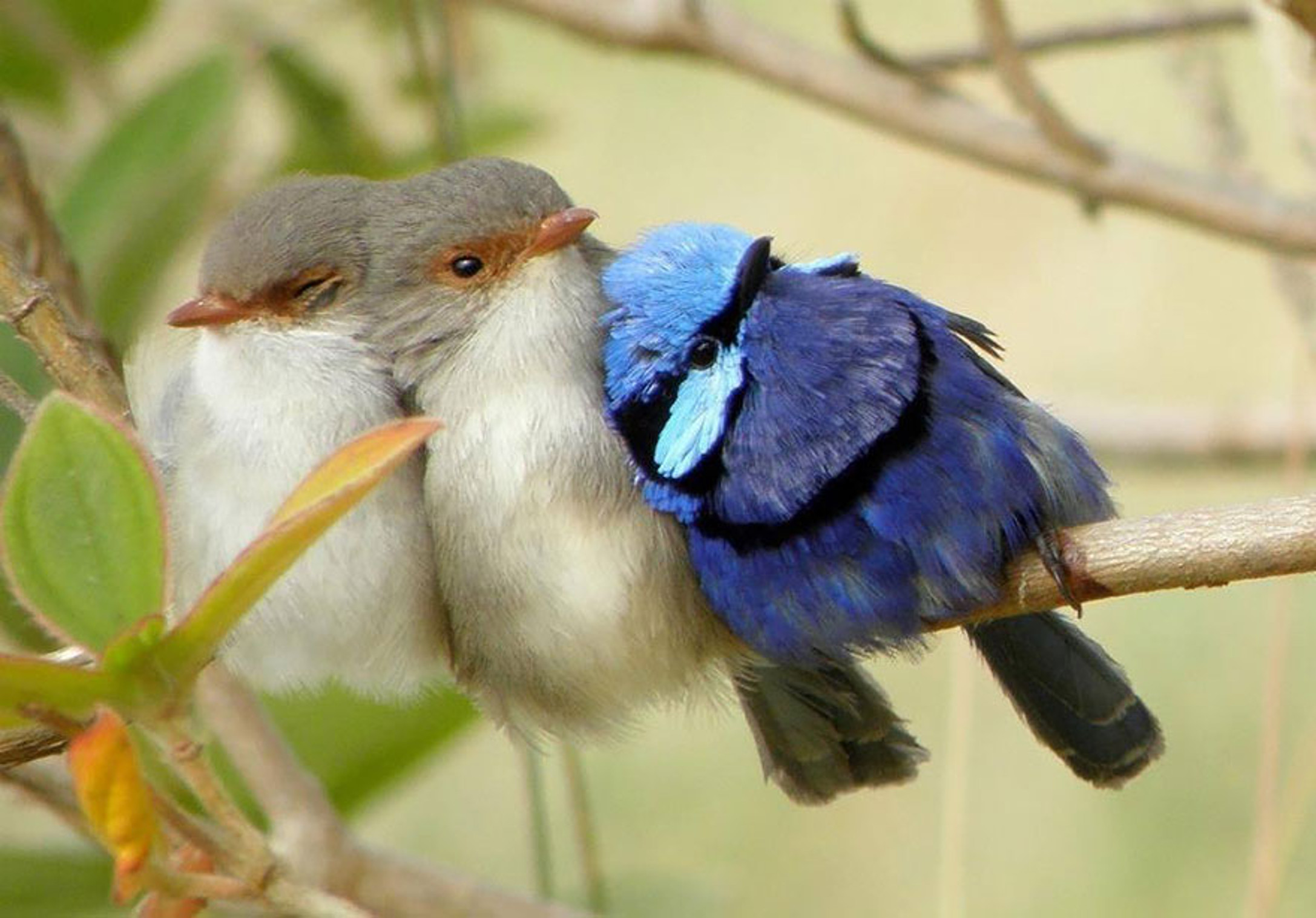 Baixe gratuitamente a imagem Animais, Pássaro na área de trabalho do seu PC