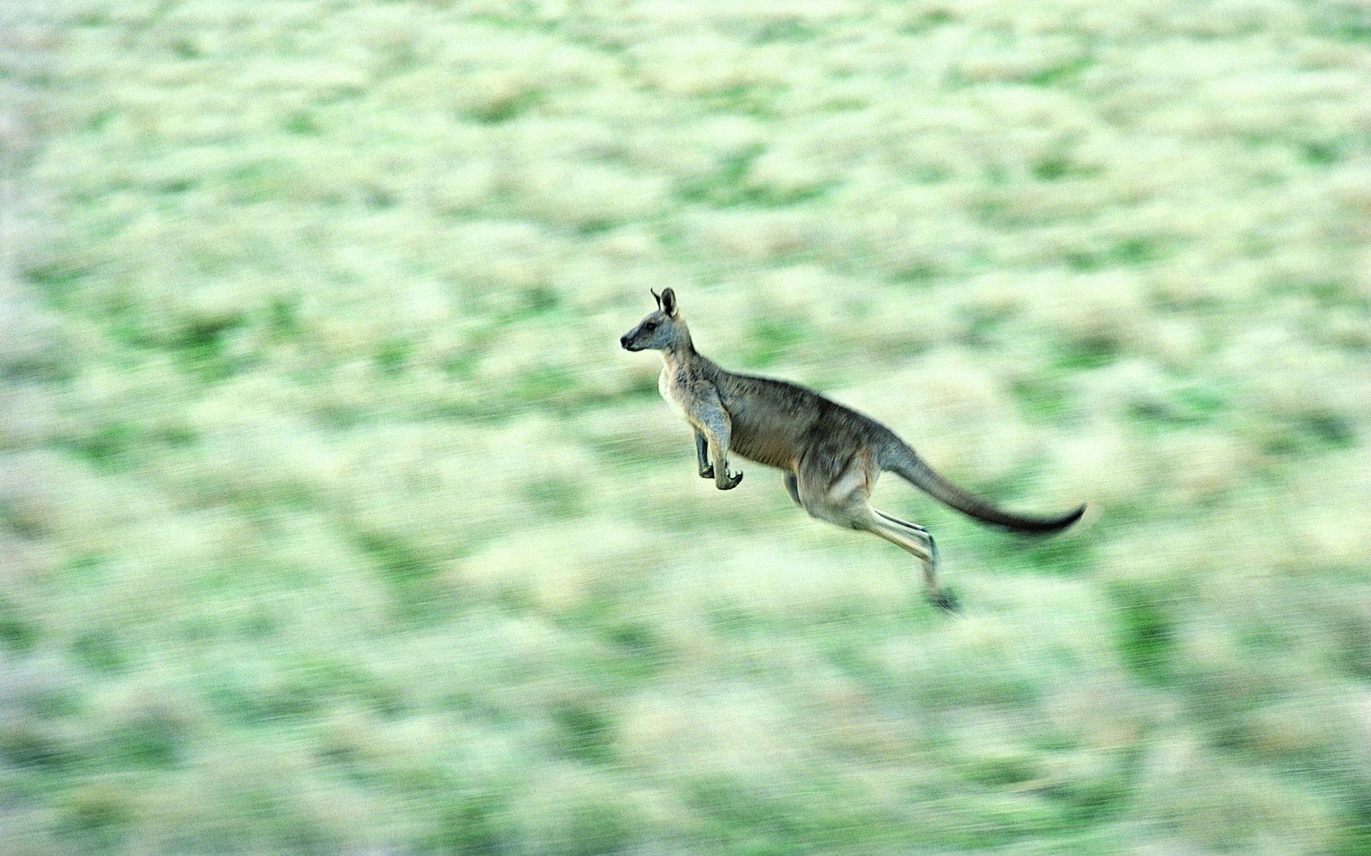 74575 Bild herunterladen prallen, tiere, kangaroo, geschwindigkeit, springen - Hintergrundbilder und Bildschirmschoner kostenlos