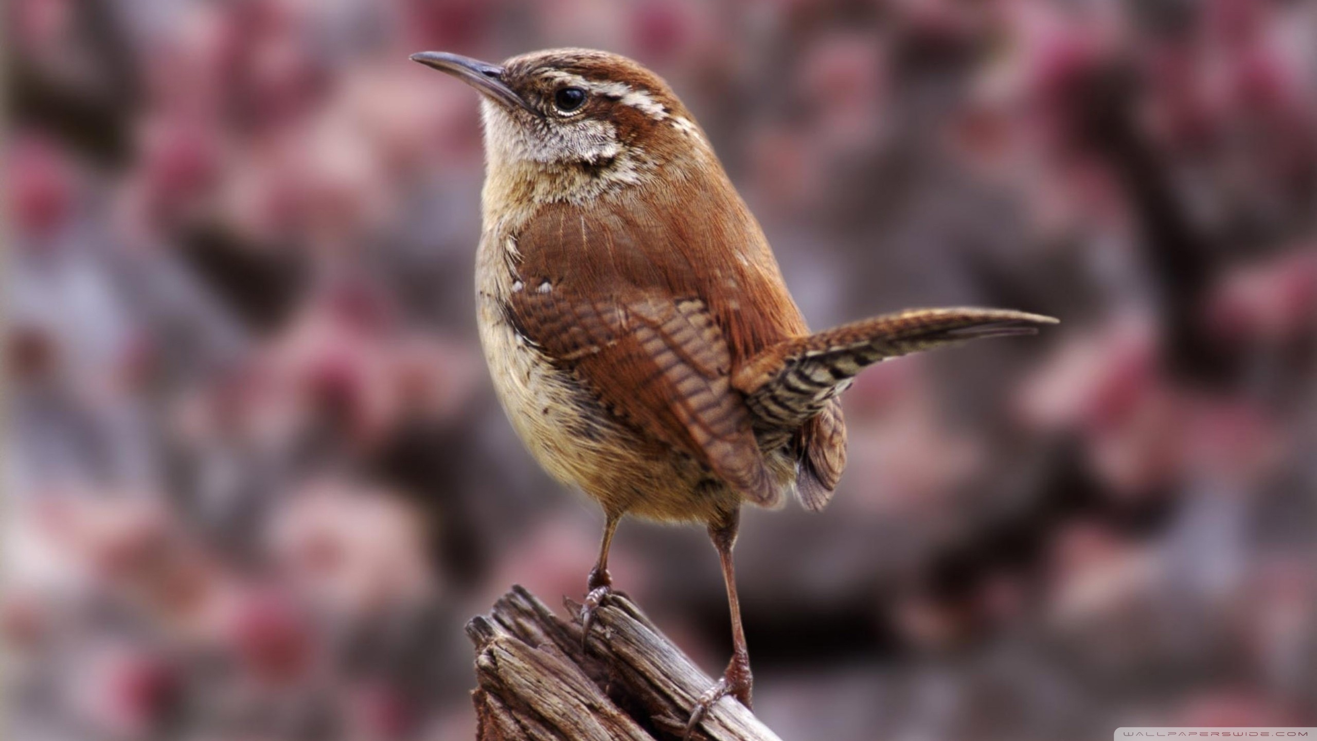 Téléchargez gratuitement l'image Oiseau, Des Oiseaux, Animaux sur le bureau de votre PC