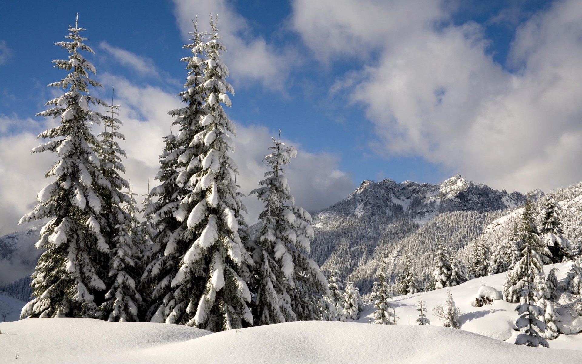 Скачать обои бесплатно Снег, Деревья, Елки, Пейзаж, Зима картинка на рабочий стол ПК