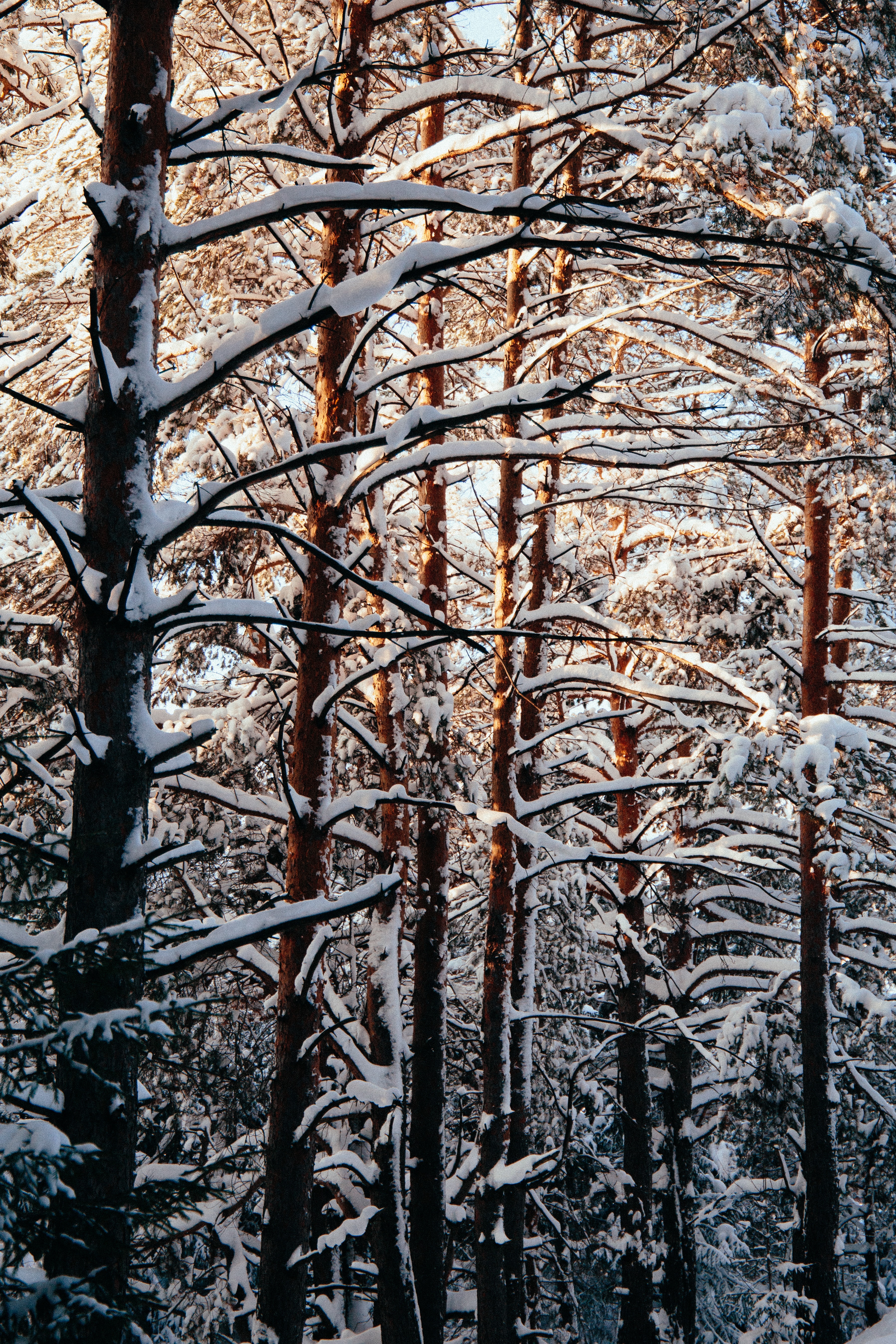 Handy-Wallpaper Bäume, Natur, Schnee, Wald, Winter kostenlos herunterladen.
