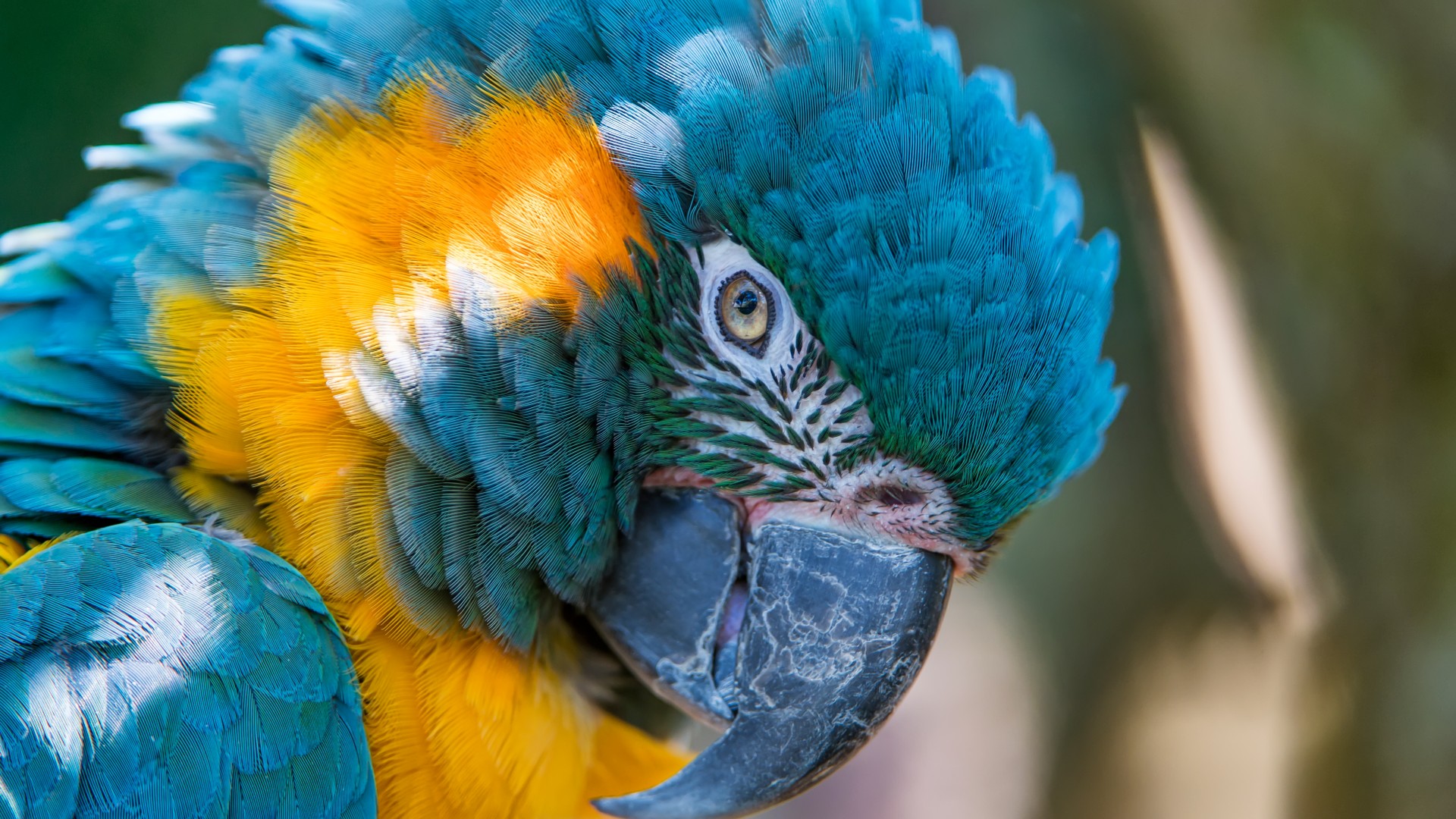 Download mobile wallpaper Birds, Bird, Close Up, Animal, Macaw, Blue And Yellow Macaw for free.
