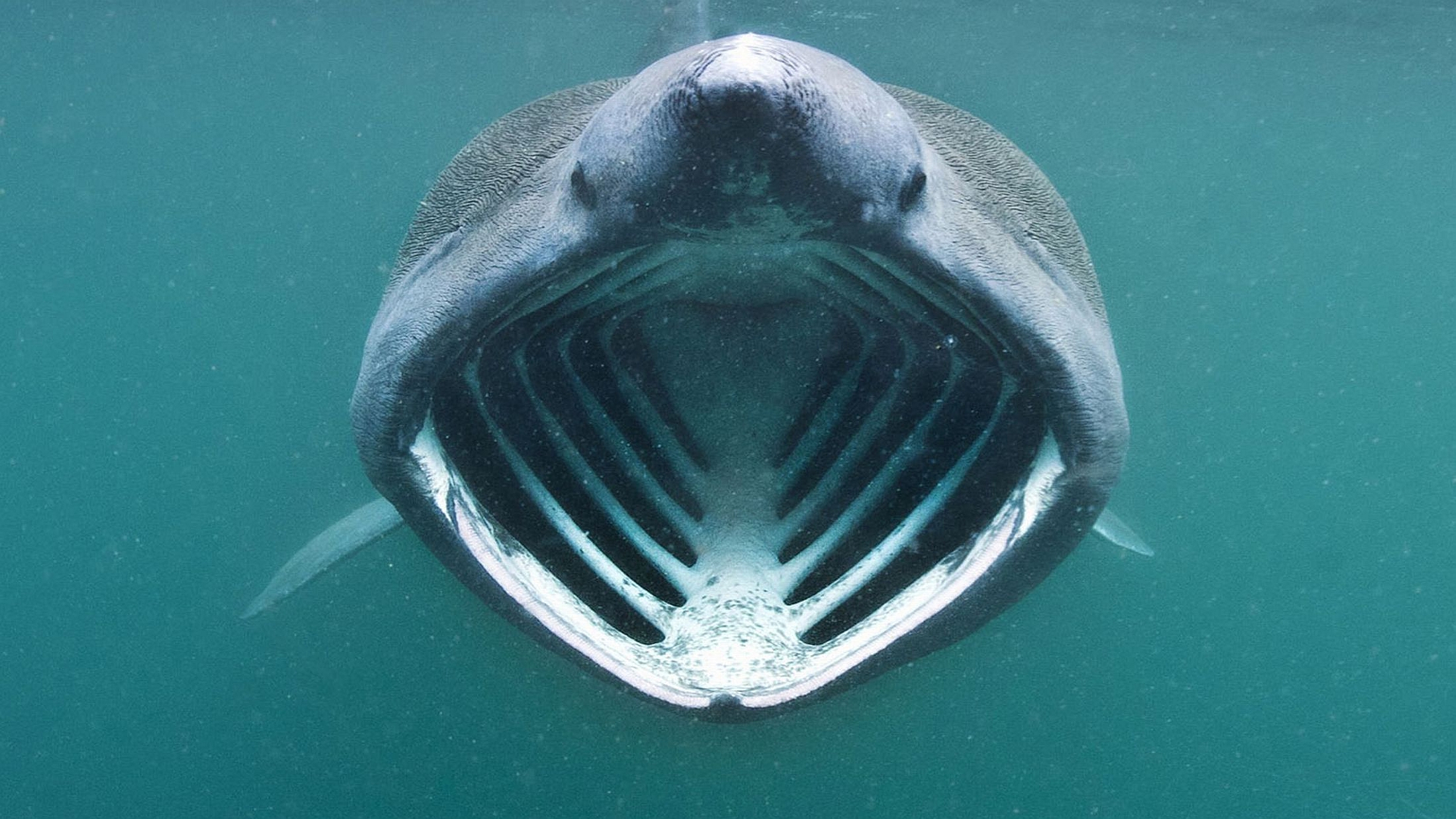 635021 скачать картинку животные, китовая акула - обои и заставки бесплатно