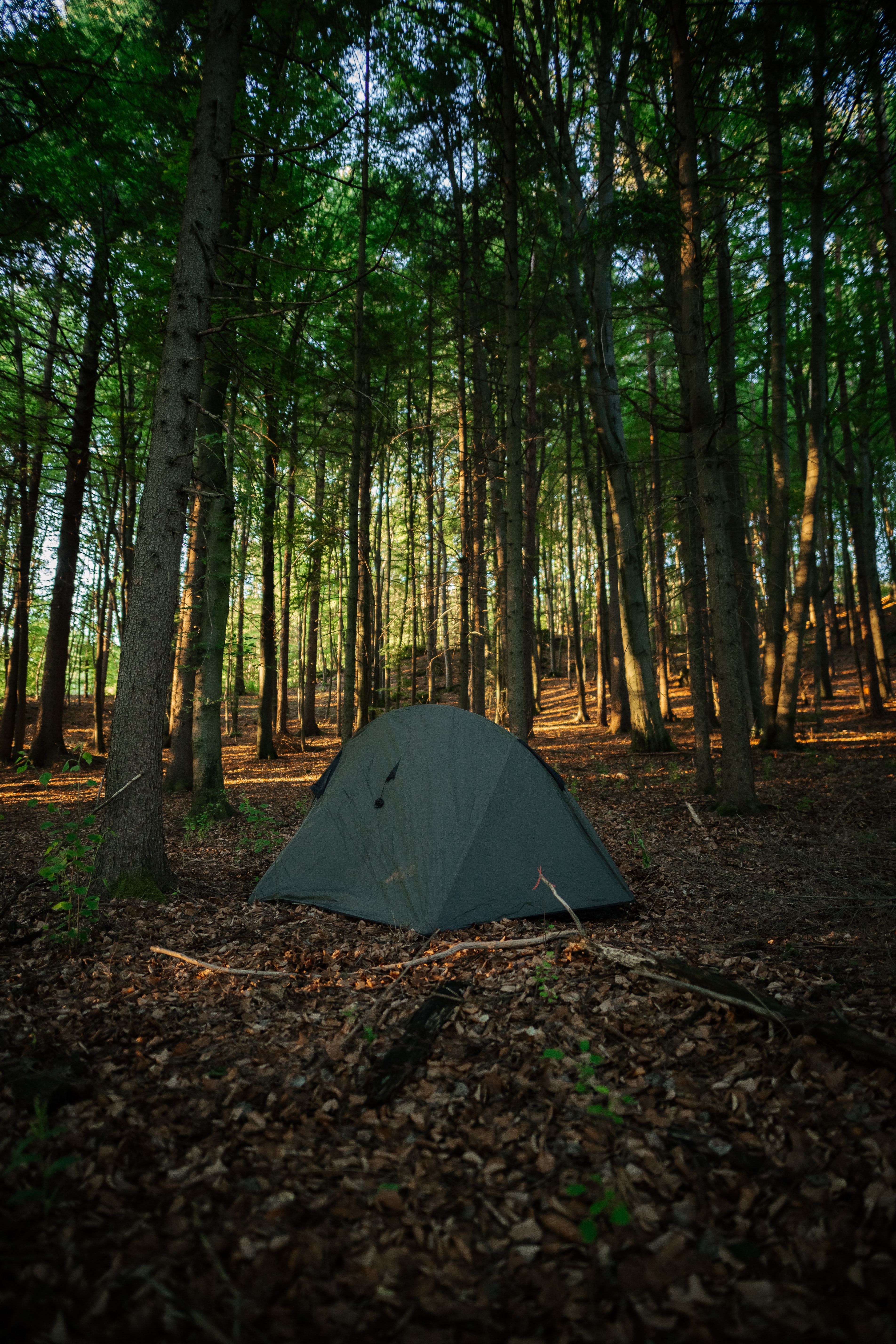 141671 скачать обои палатка, кемпинг, деревья, разное, лес - заставки и картинки бесплатно
