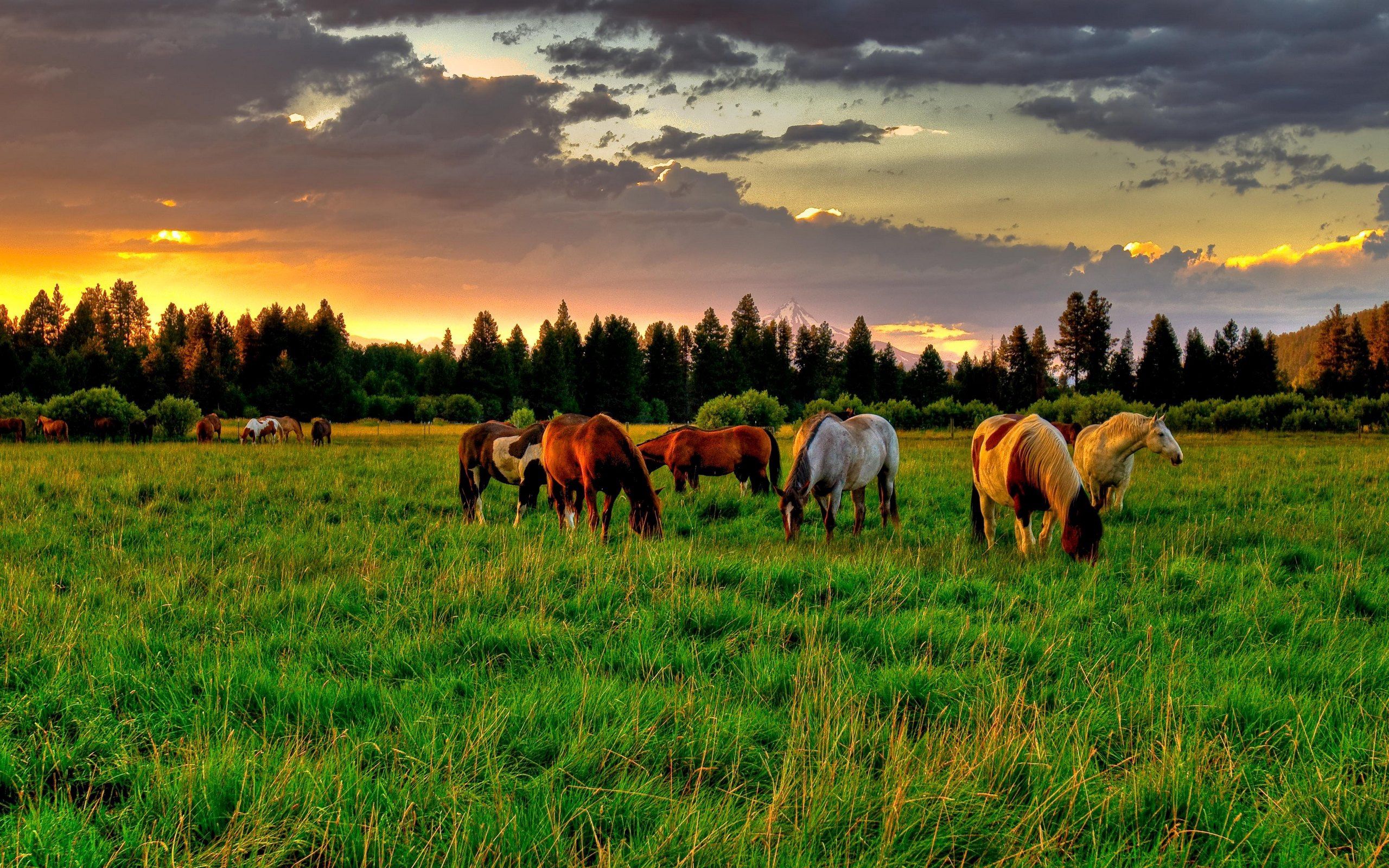 field, horses, sunset, animals, food