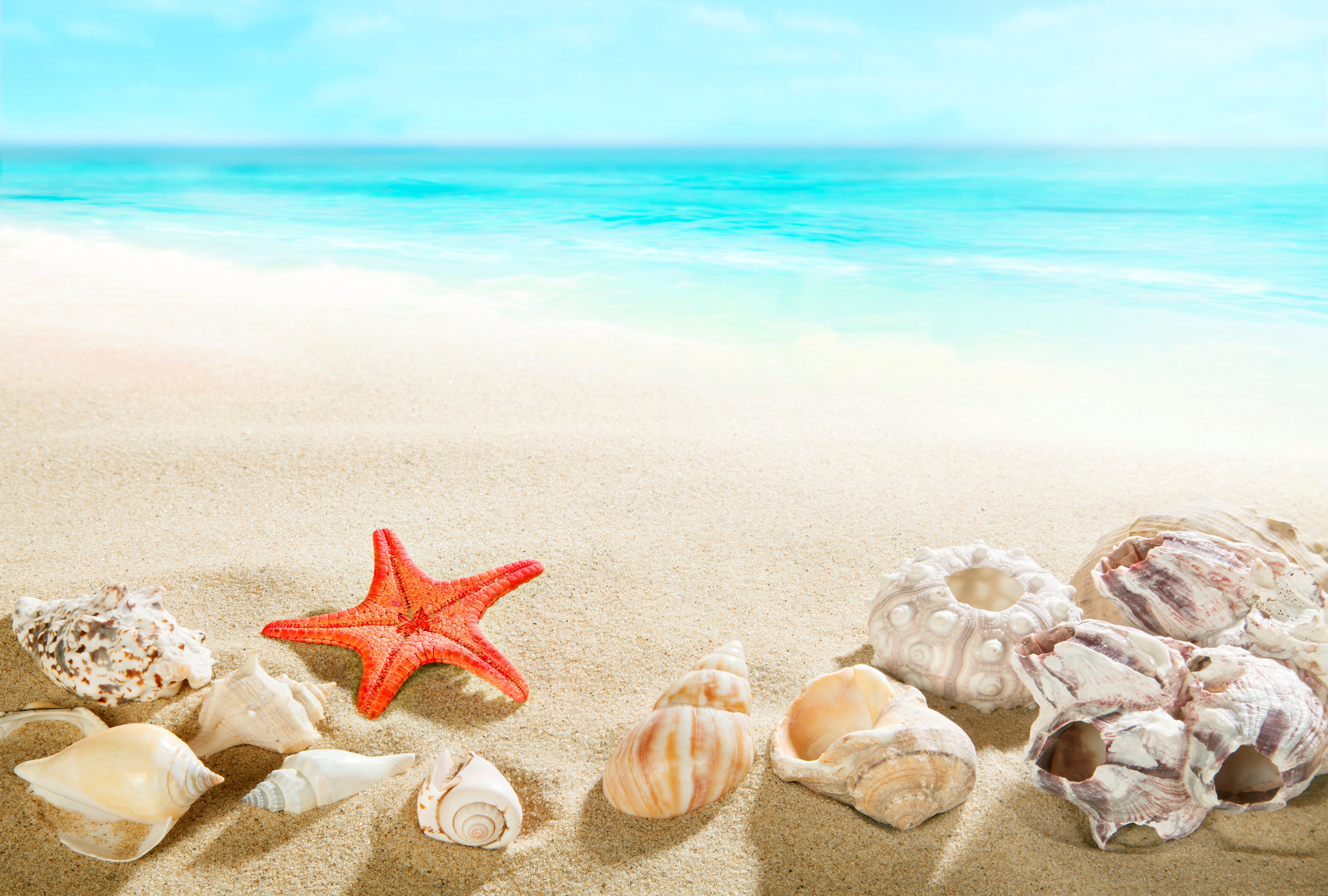 Free download wallpaper Beach, Sand, Starfish, Horizon, Ocean, Earth, Shell on your PC desktop