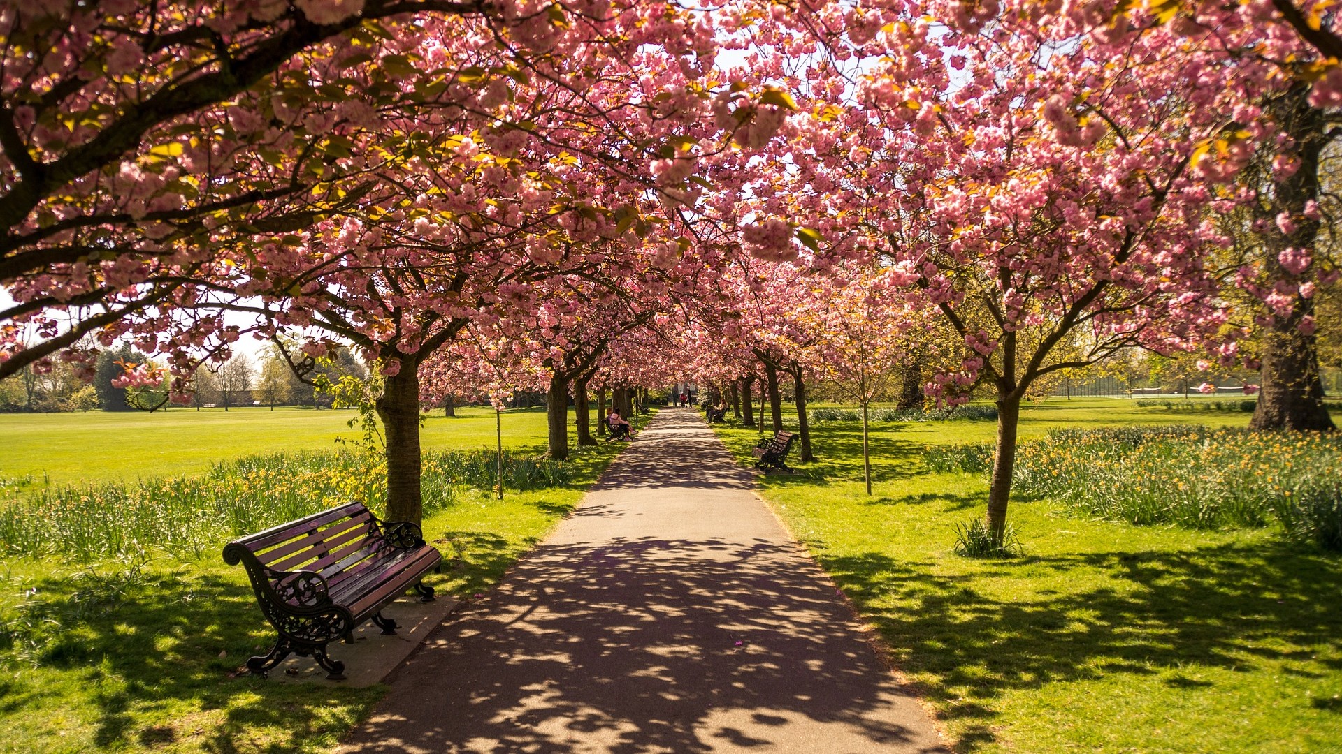 Скачать картинку Парк, Дерево, Скамейка, Весна, Фотографии, Цветущие, Розовый Цветок в телефон бесплатно.