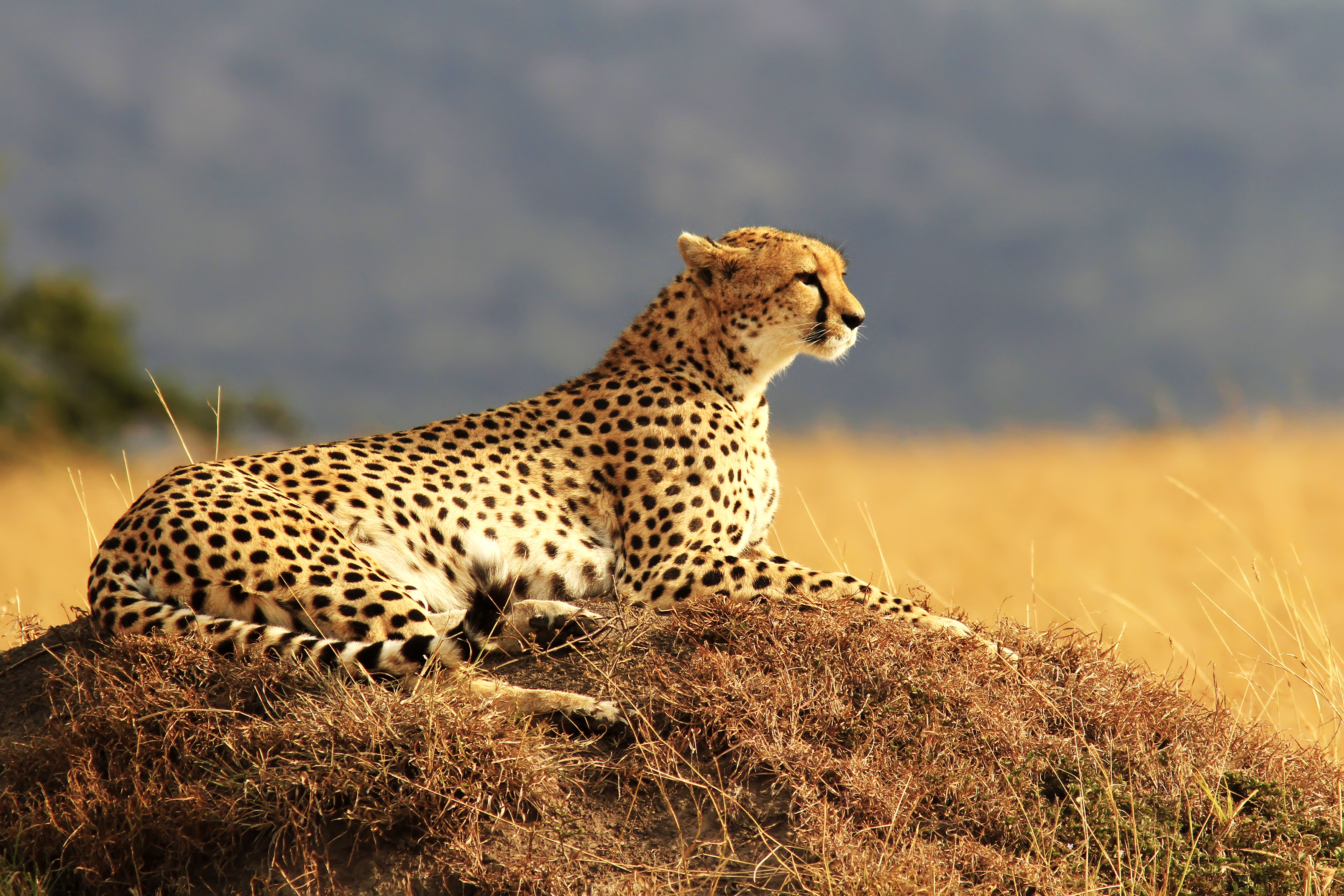 389612 Hintergrundbild herunterladen tiere, gepard, ausruhen, katzen - Bildschirmschoner und Bilder kostenlos