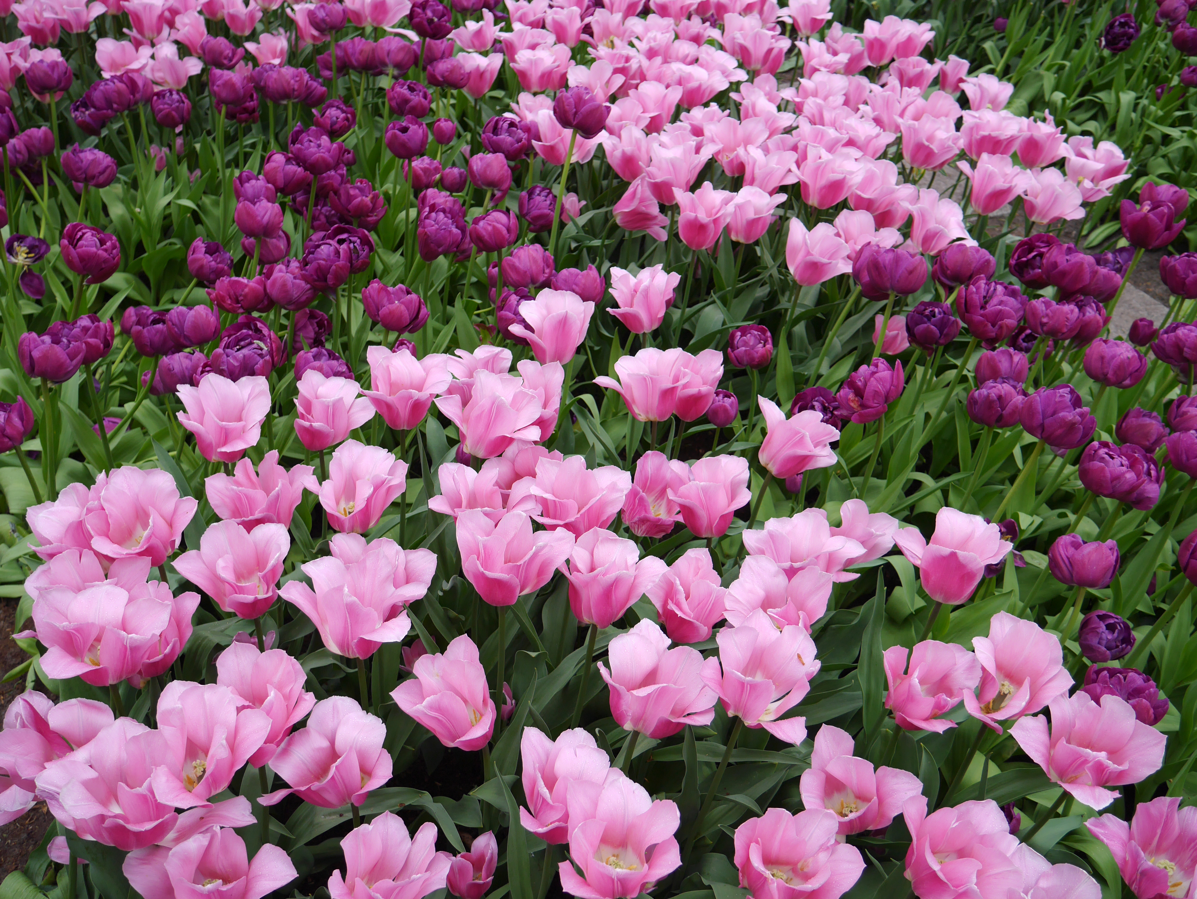Скачать обои бесплатно Цветок, Весна, Тюльпан, Фиолетовый Цветок, Земля/природа, Розовый Цветок, Флауэрсы картинка на рабочий стол ПК