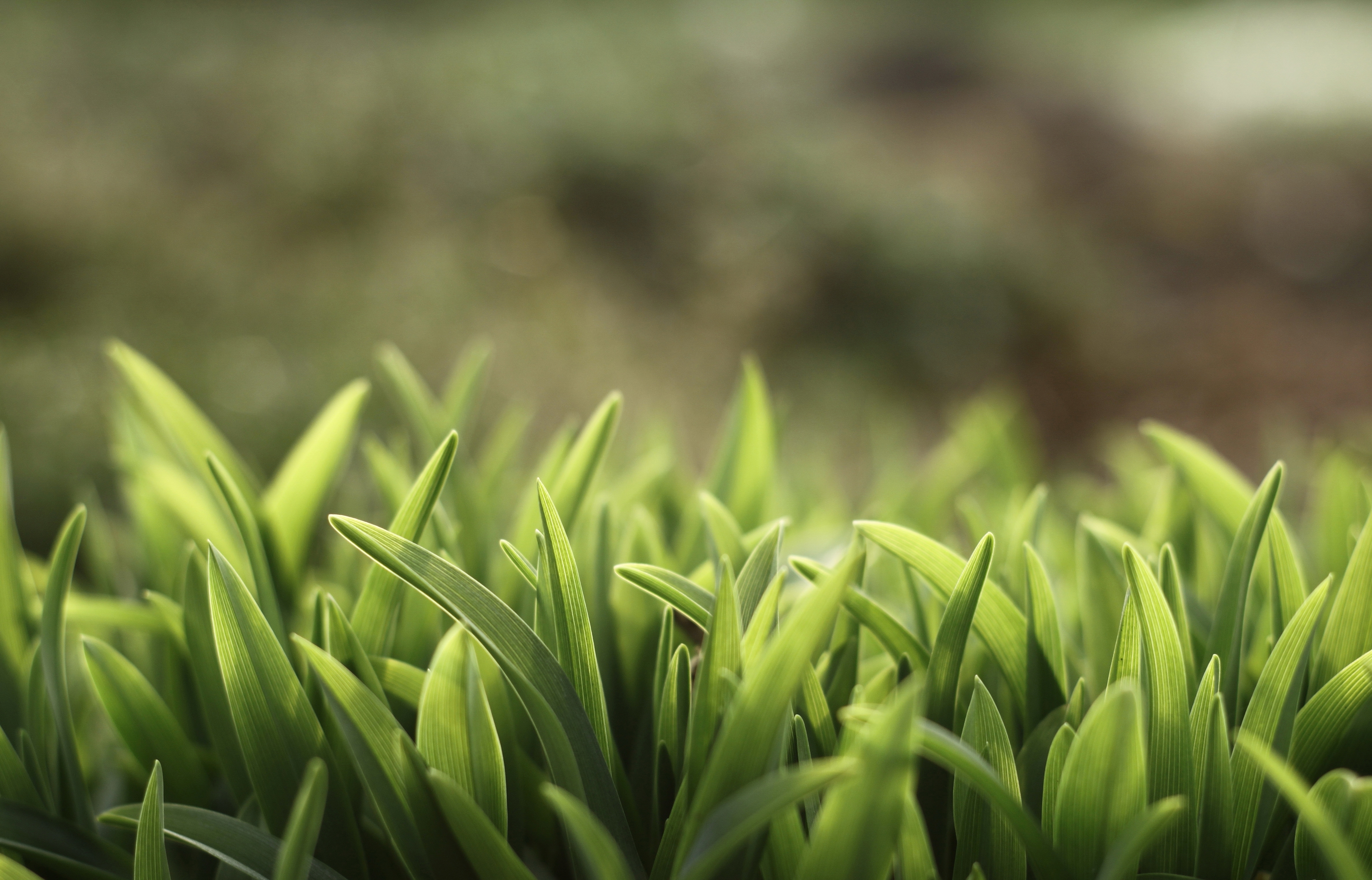 Free download wallpaper Grass, Plants on your PC desktop
