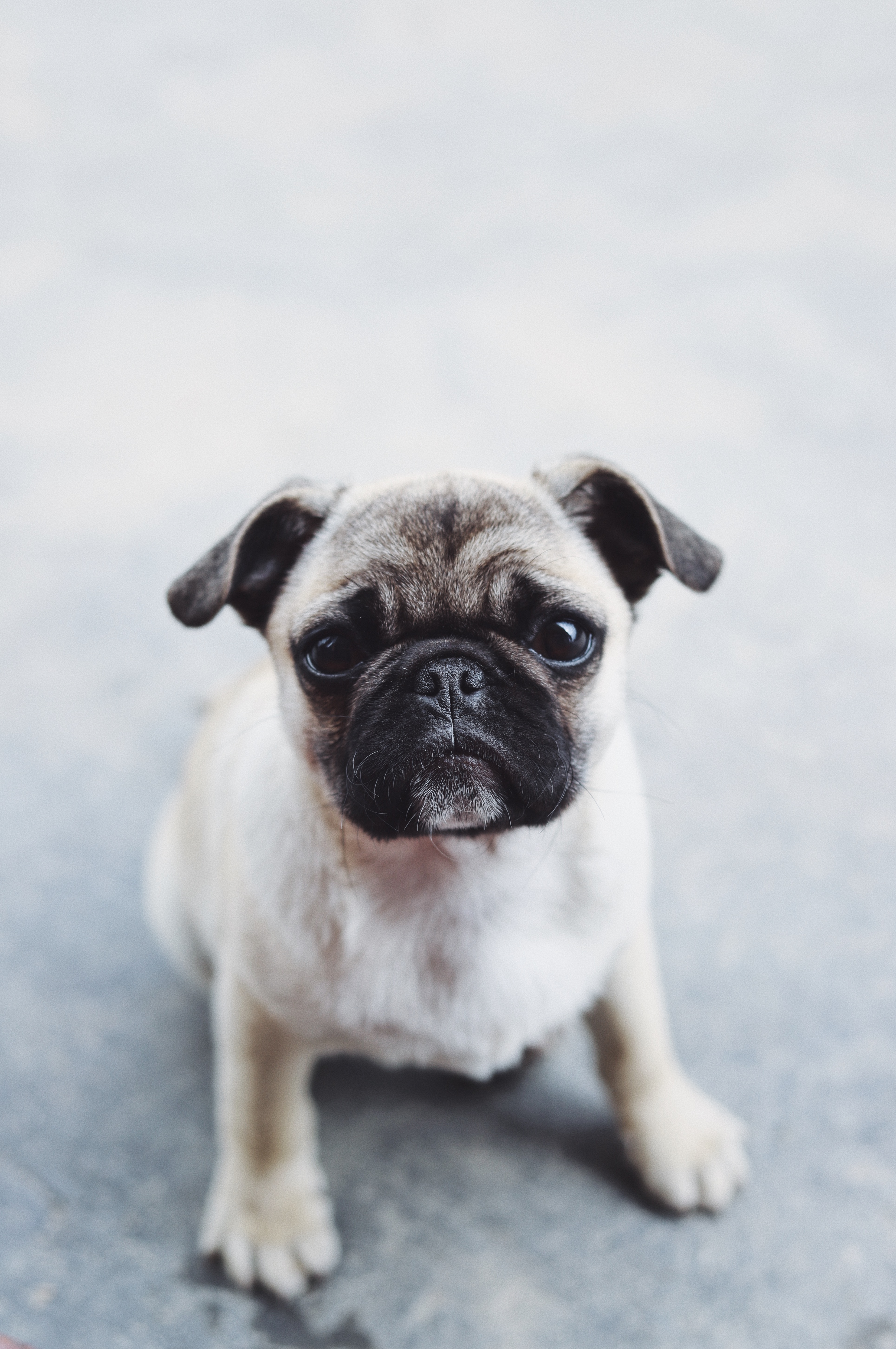 pug, animals, dog, muzzle, nice, sweetheart, puppy for android