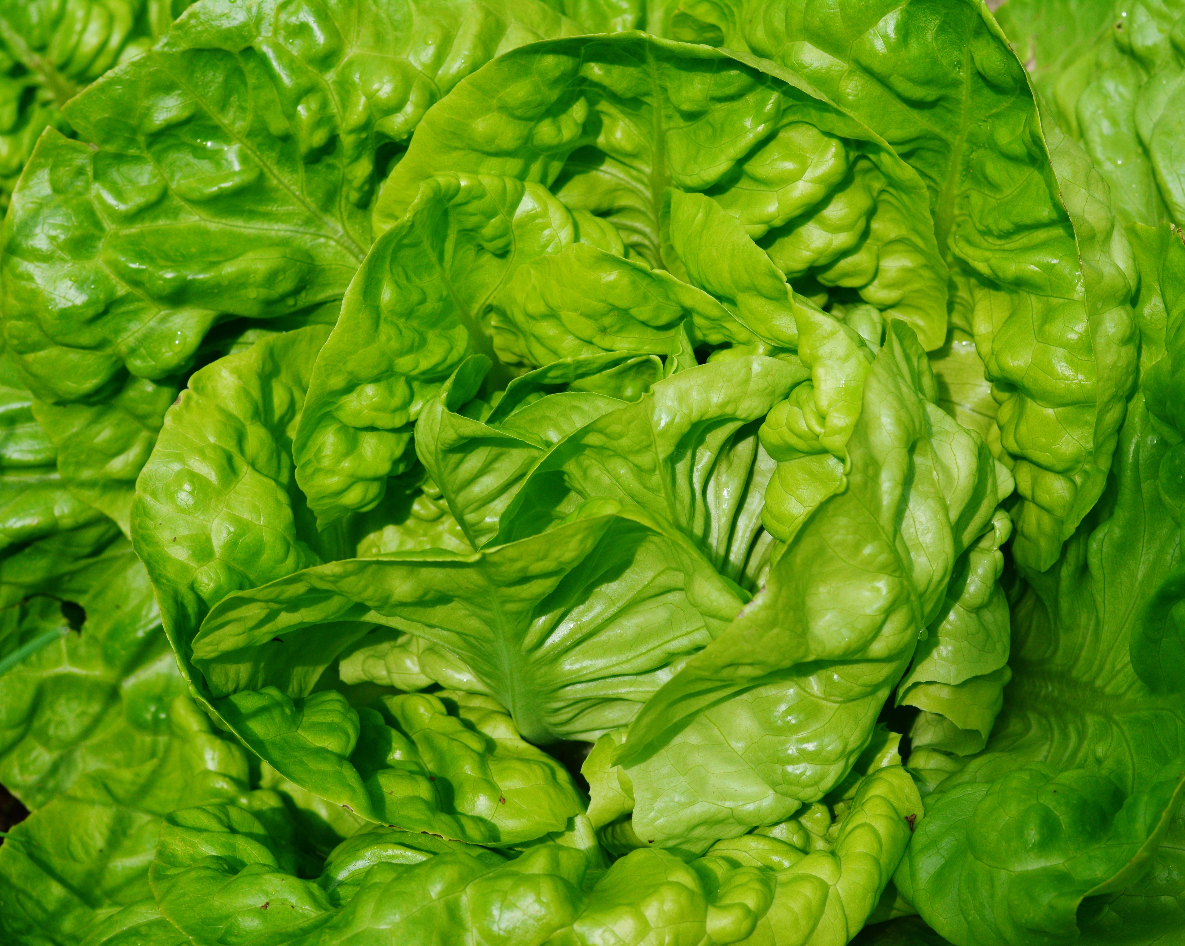 Laden Sie das Lebensmittel, Blätter, Gemüse, Salat, Nahaufnahme-Bild kostenlos auf Ihren PC-Desktop herunter