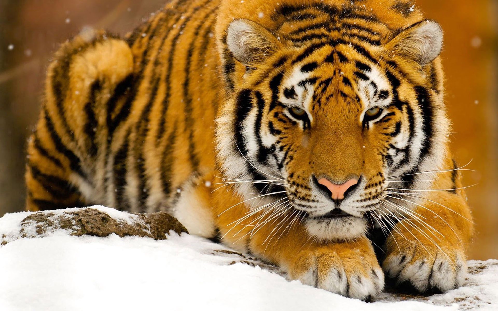 Download mobile wallpaper Snow, Lie, Muzzle, To Lie Down, Predator, Animals, Big Cat, Tiger for free.