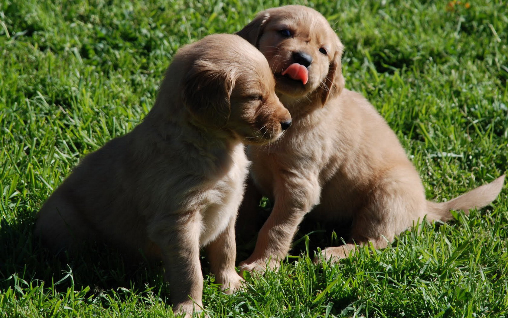 Handy-Wallpaper Hunde, Hund, Tiere kostenlos herunterladen.