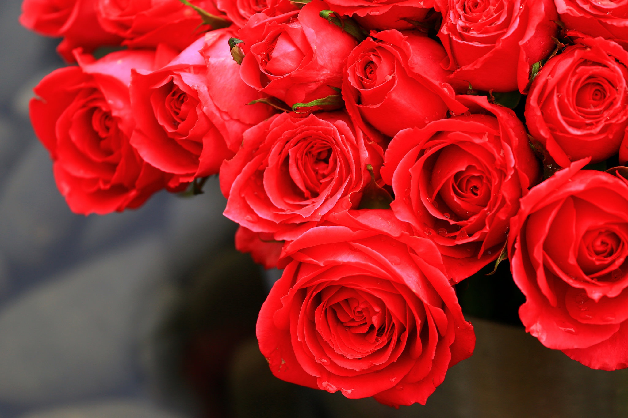 PCデスクトップにフラワーズ, 花, 薔薇, 地球, 赤いバラ, 赤い花画像を無料でダウンロード