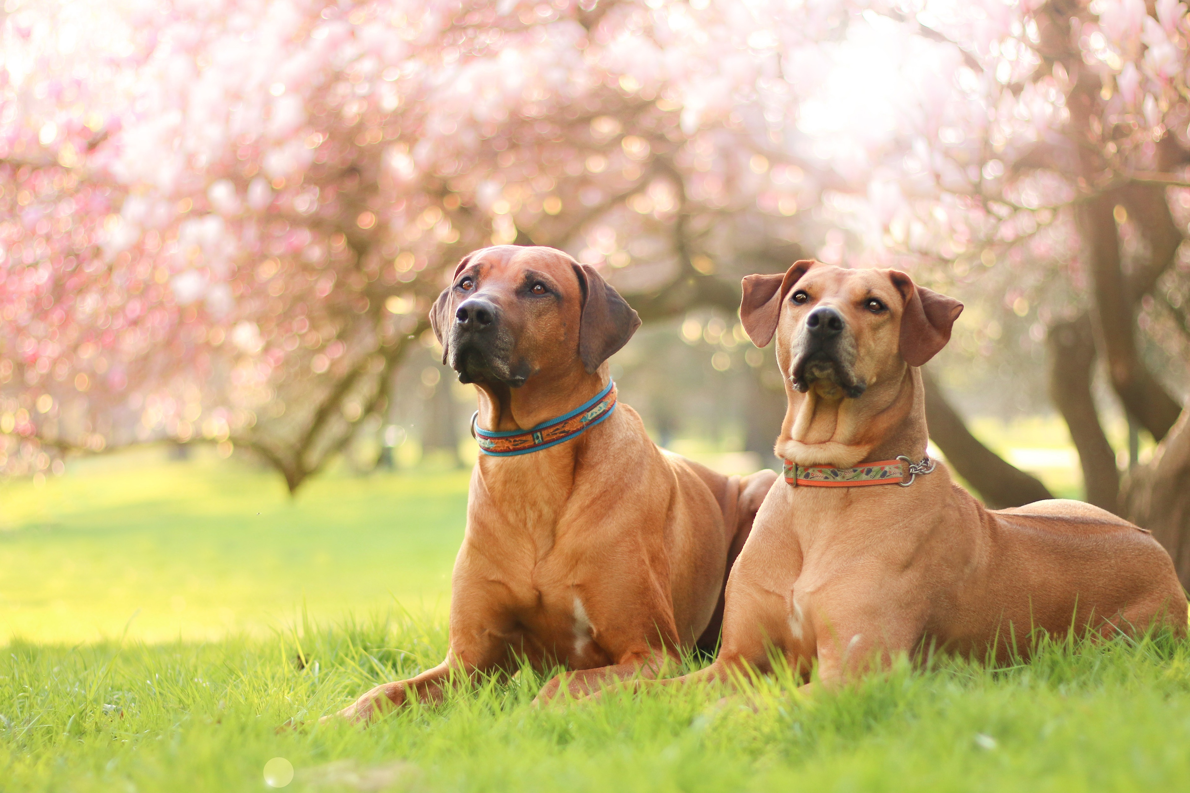 無料モバイル壁紙動物, 犬, 被写界深度をダウンロードします。