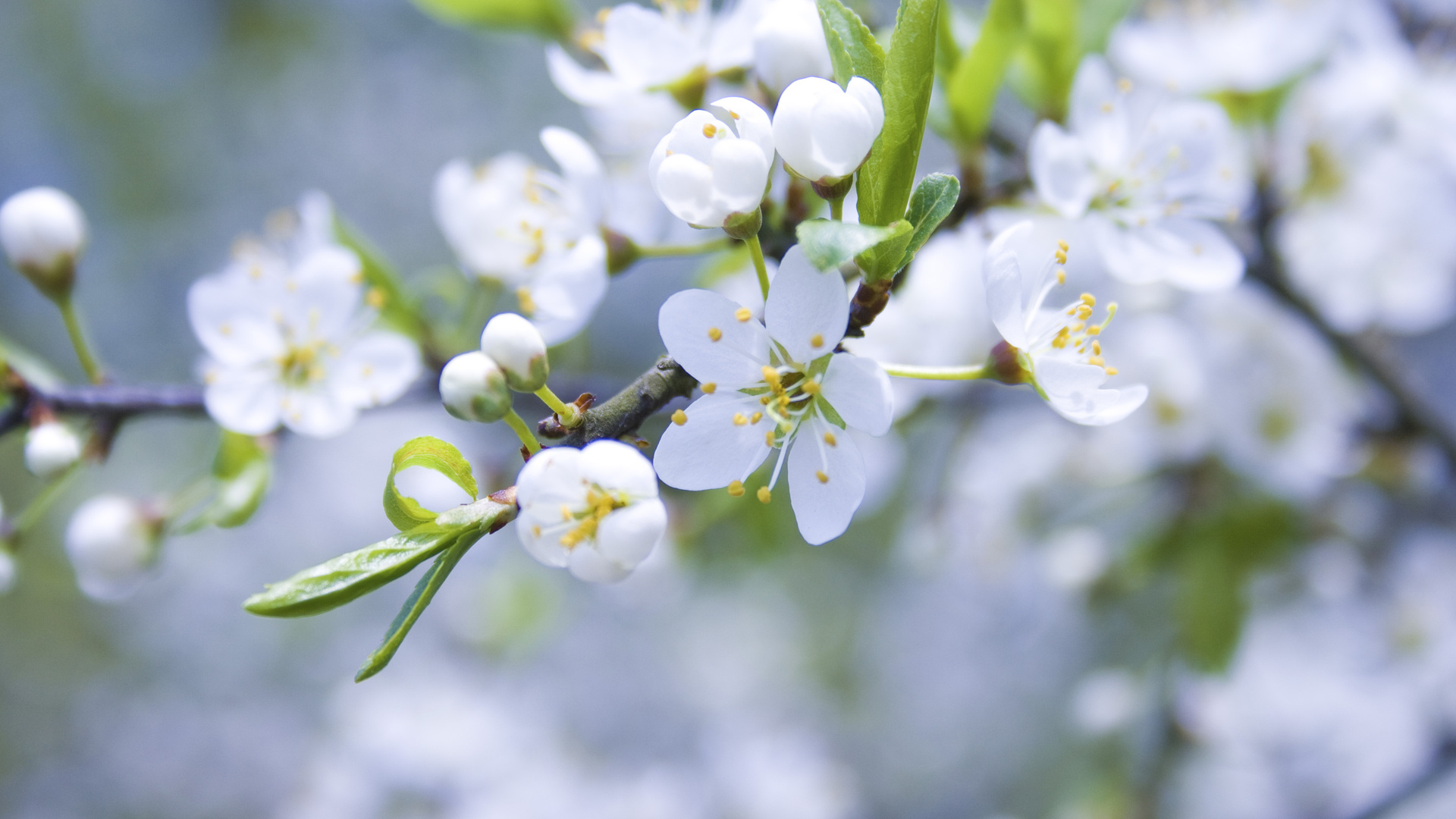 Free download wallpaper Blossom, Flowers, Earth on your PC desktop