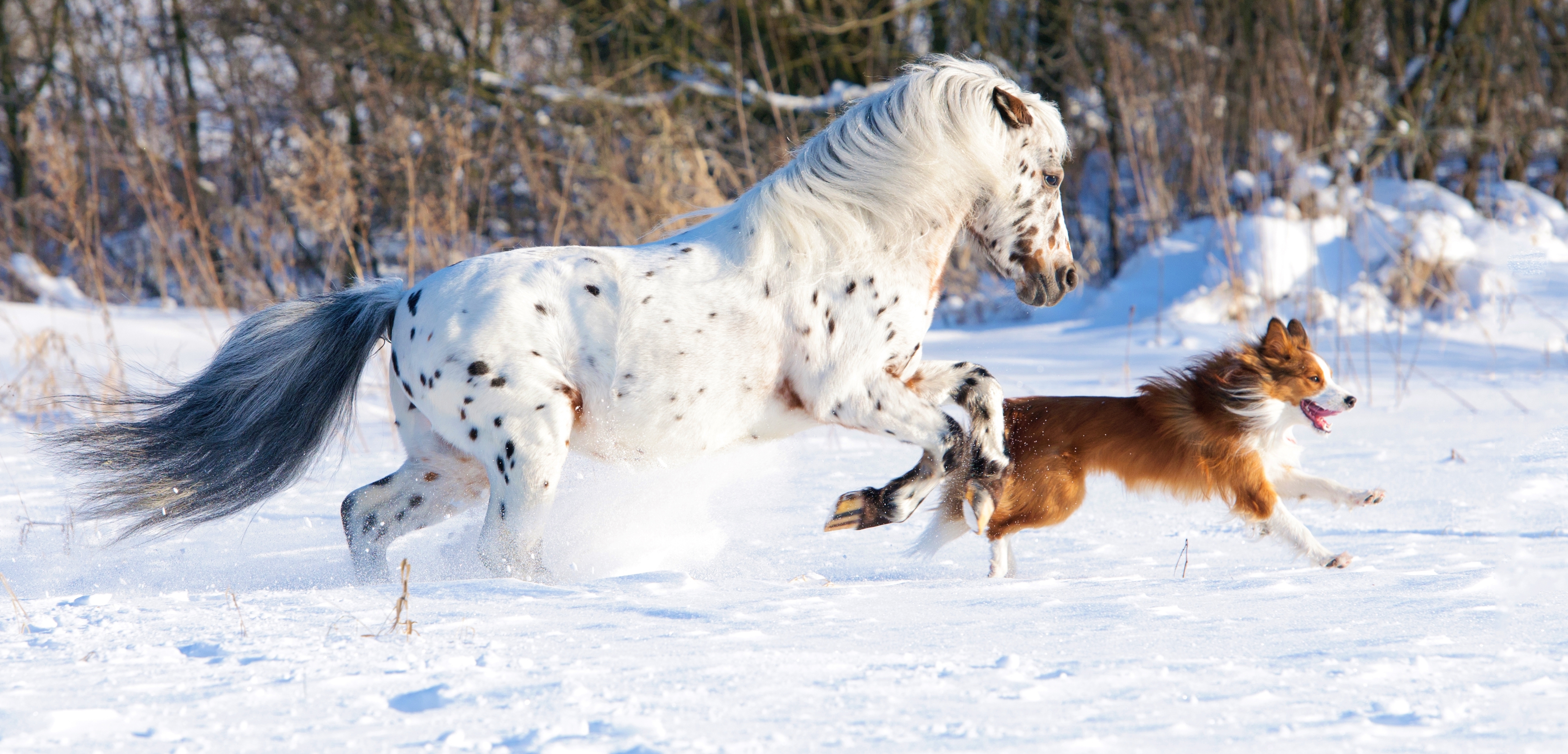 Descarga gratuita de fondo de pantalla para móvil de Animales, Invierno, Nieve, Perro, Caballo.