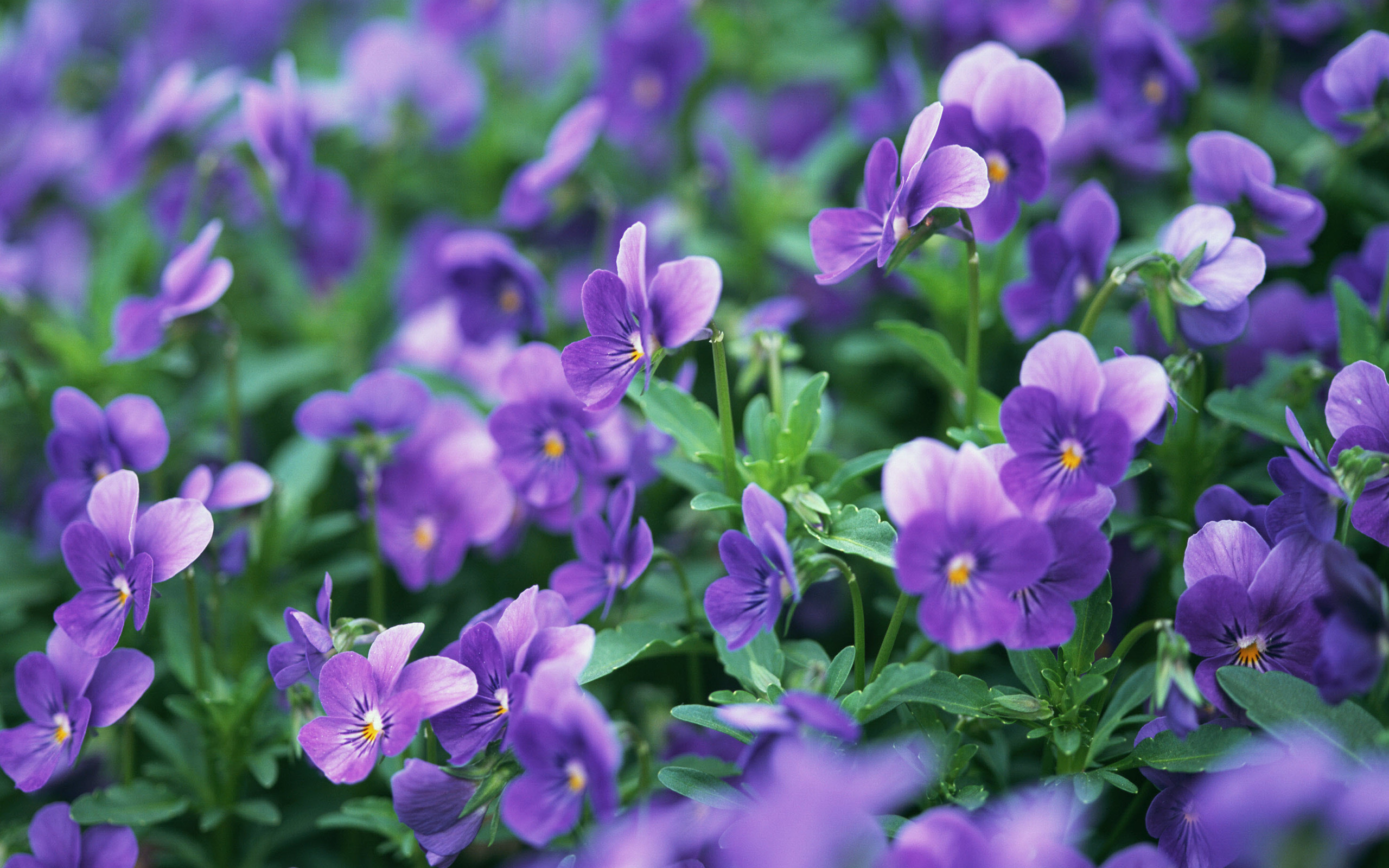 earth, pansy, flower, flowers