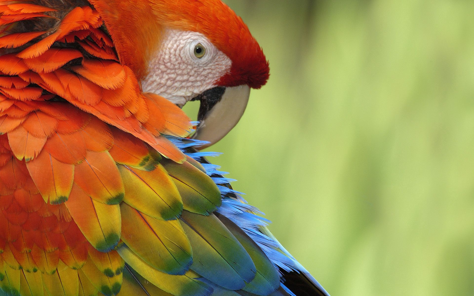 animals, parrots, feather, beak, multicolored, motley