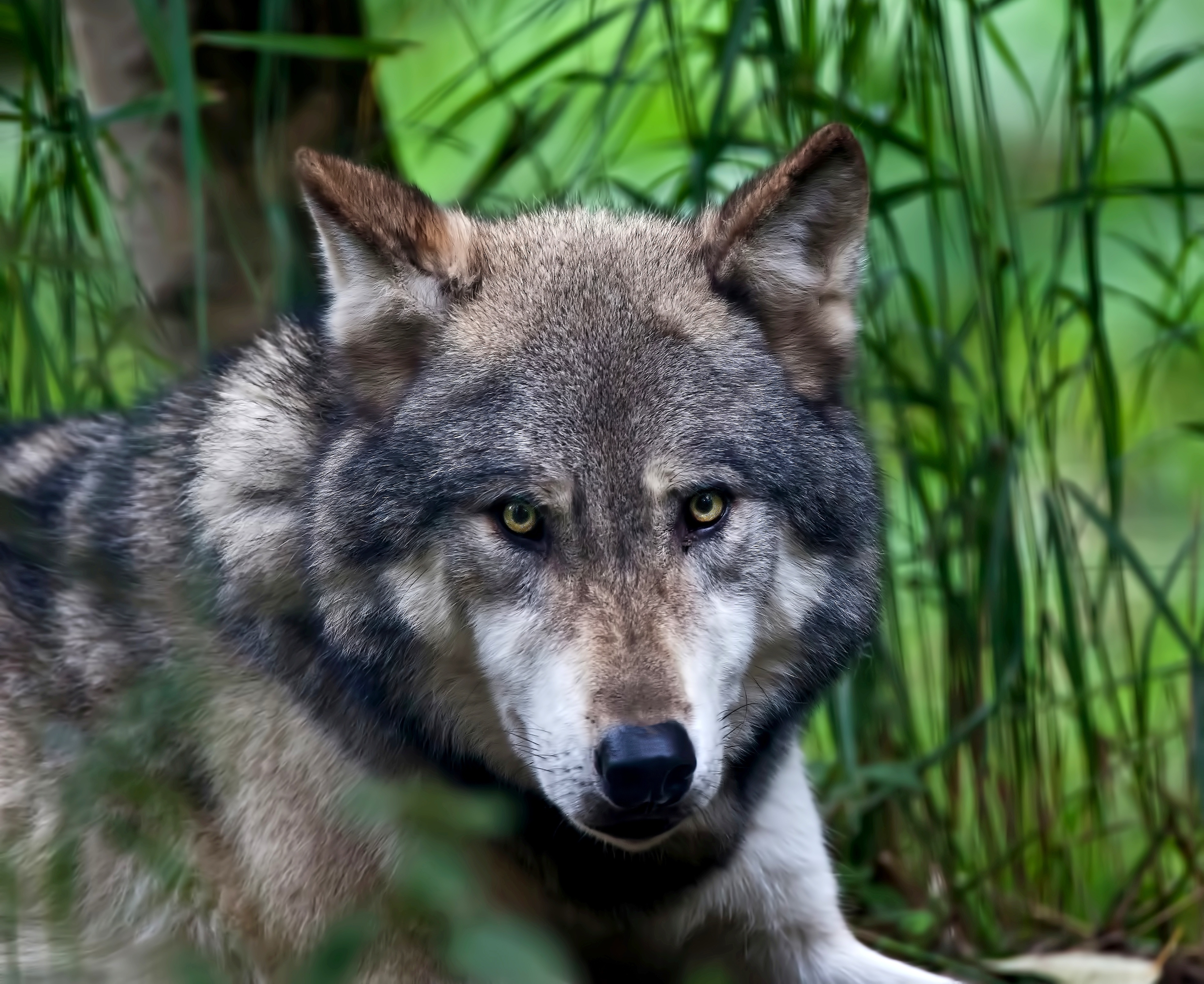 Laden Sie das Tiere, Nahansicht, Wolf, Gesicht, Starren, Wolves-Bild kostenlos auf Ihren PC-Desktop herunter