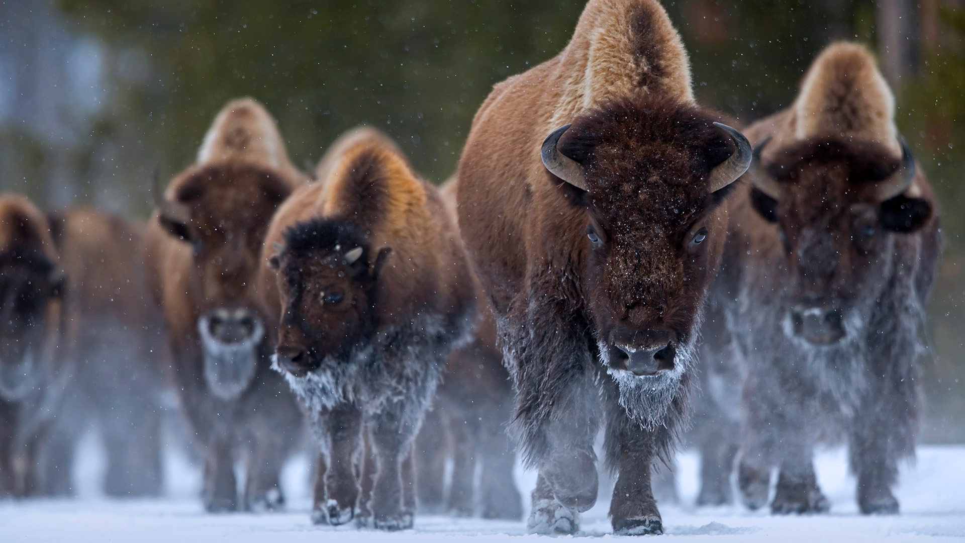 yellowstone, animal, american bison