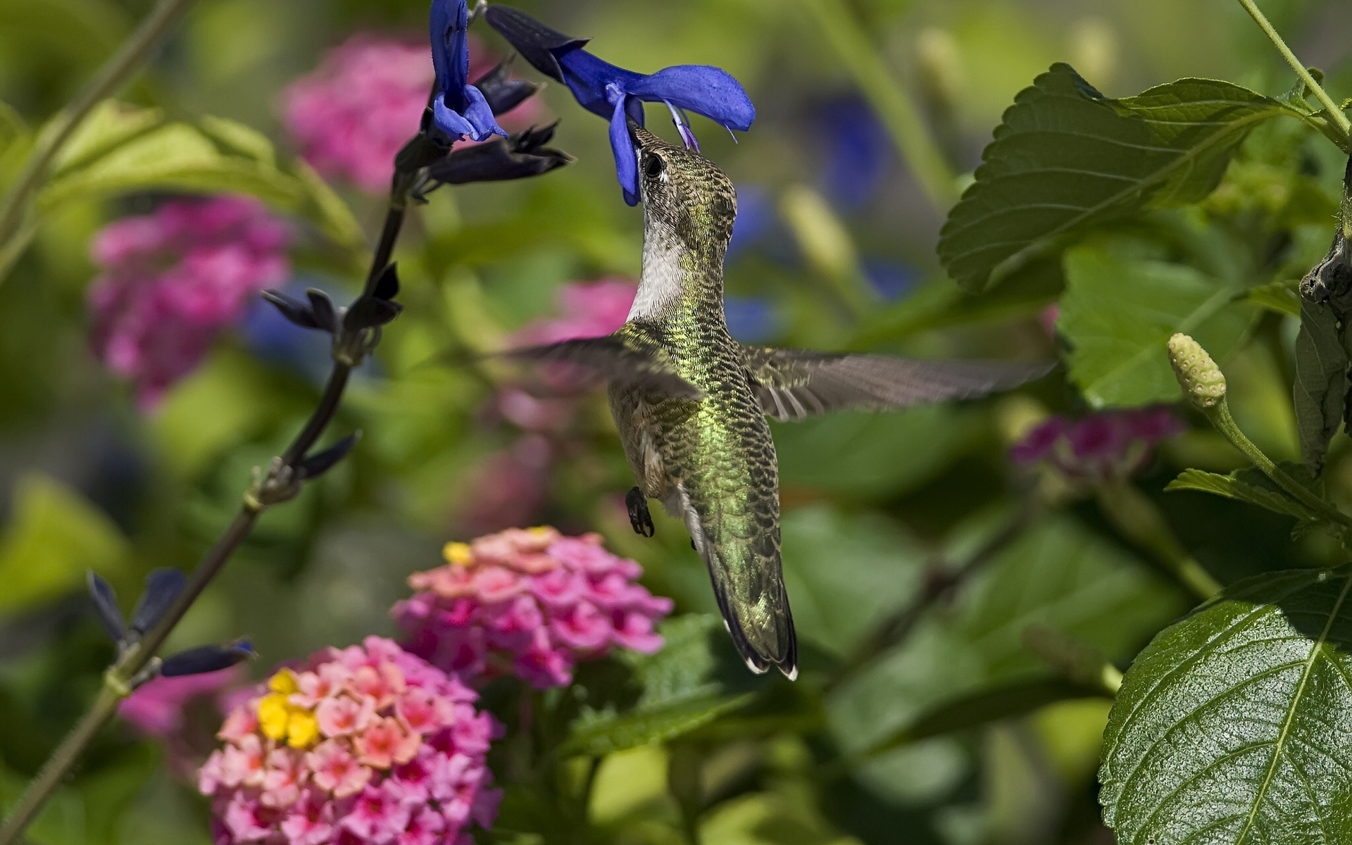 Téléchargez des papiers peints mobile Animaux, Colibri gratuitement.