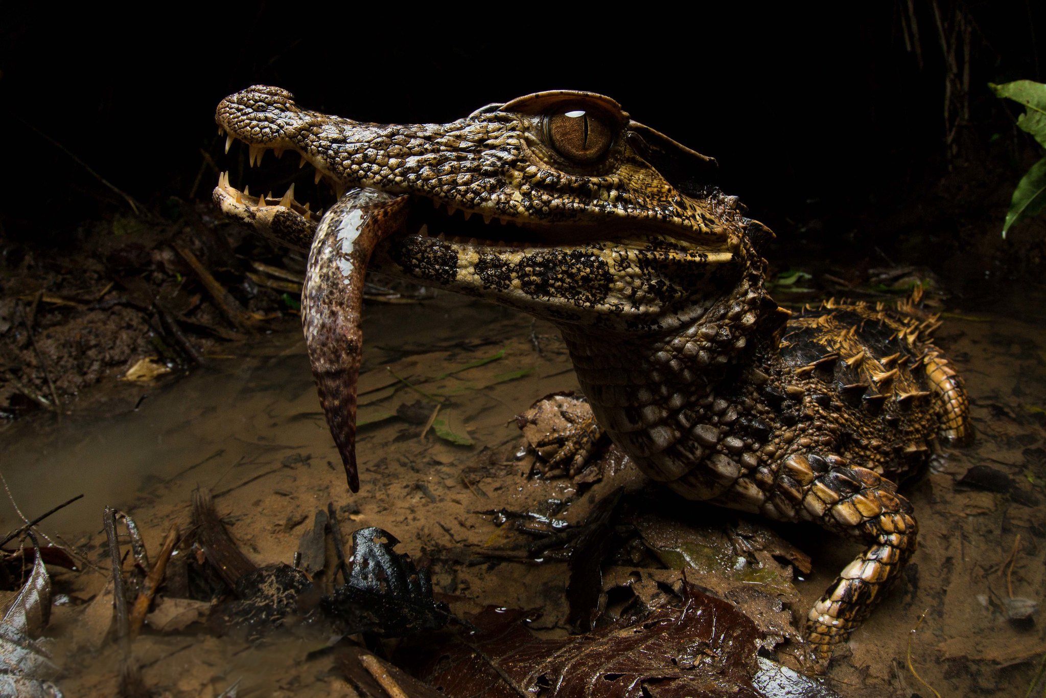 990366 скачать картинку крокодил, животные, кайман, пресмыкающееся - обои и заставки бесплатно